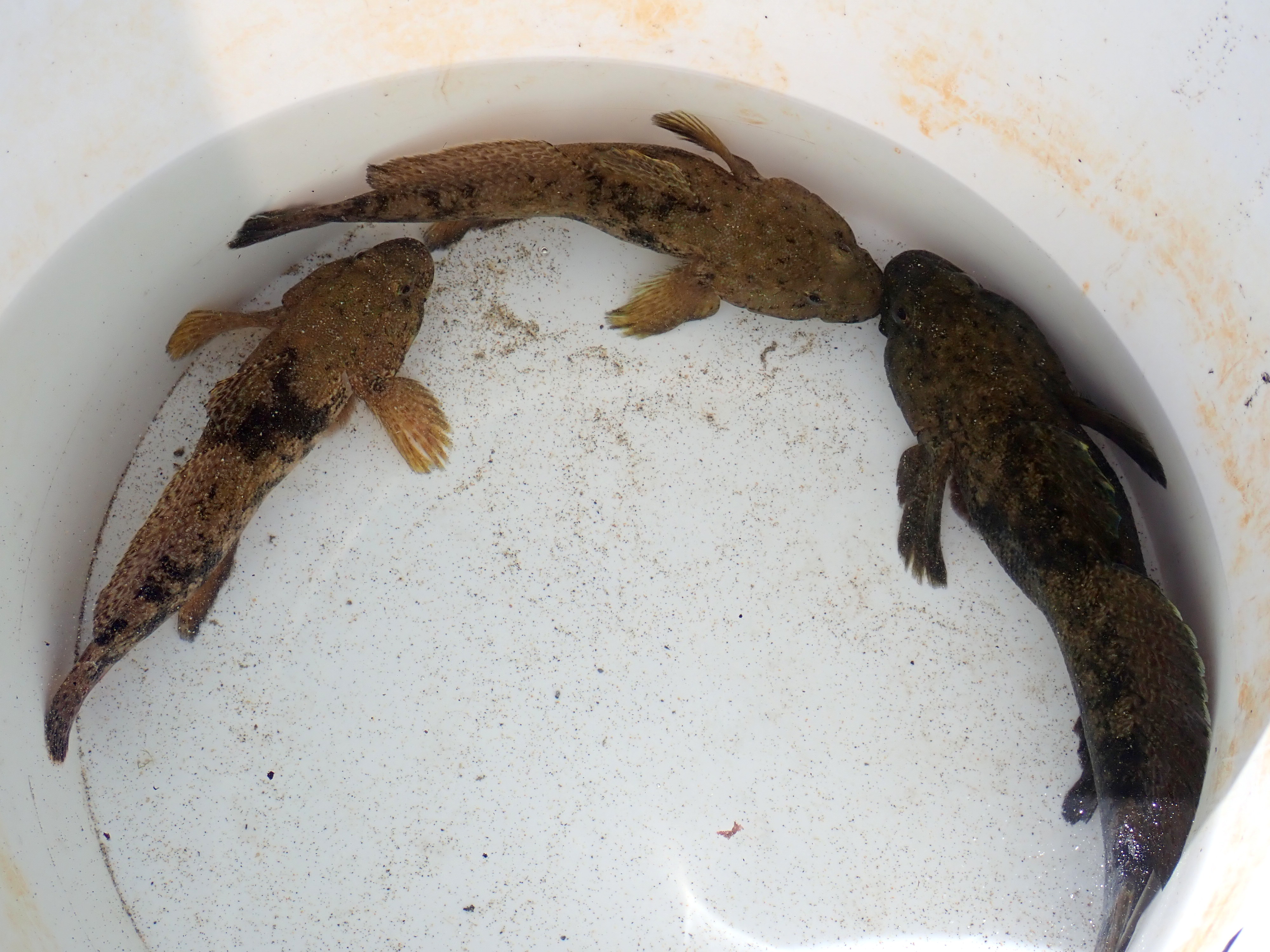 Three giant gobies from the first trap.