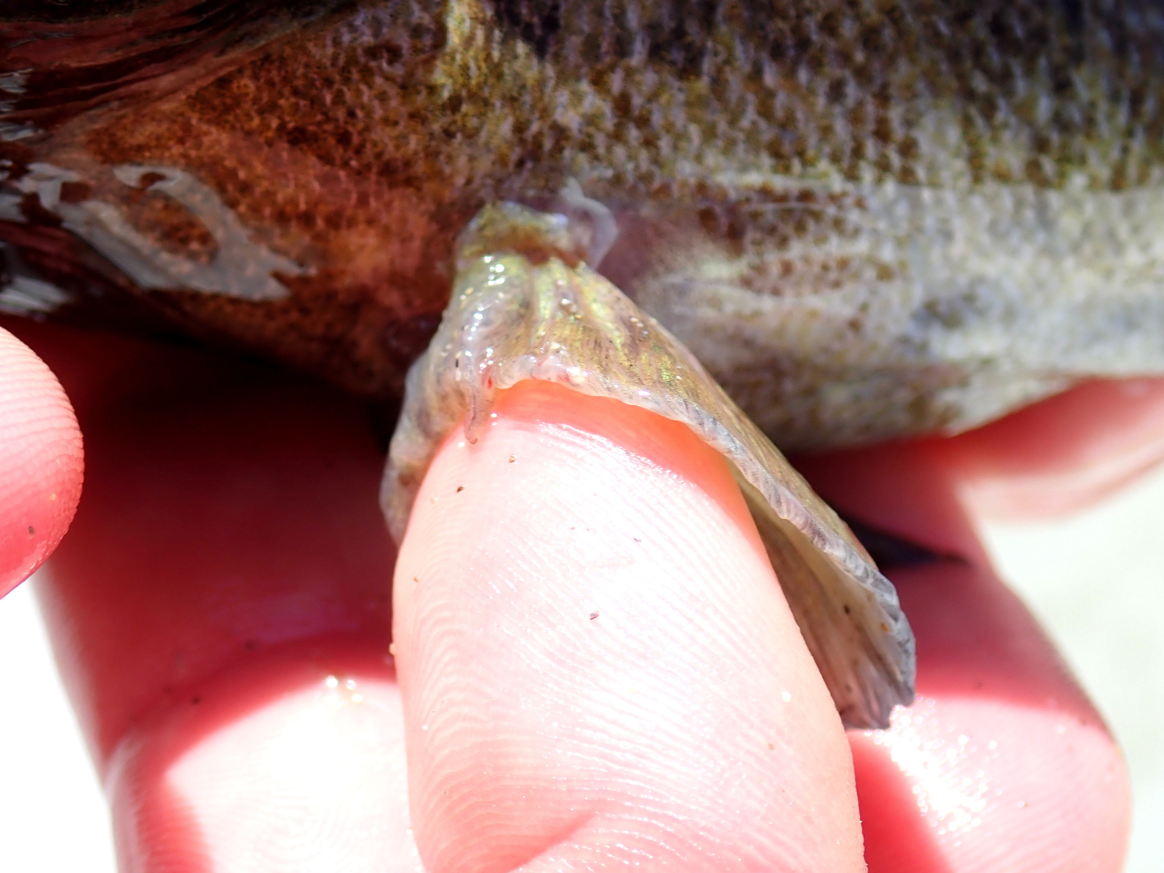 Another feature of the Giant goby is the fleshy lobe on their adapted pelvic fin - this helps them to sucker onto rocks
