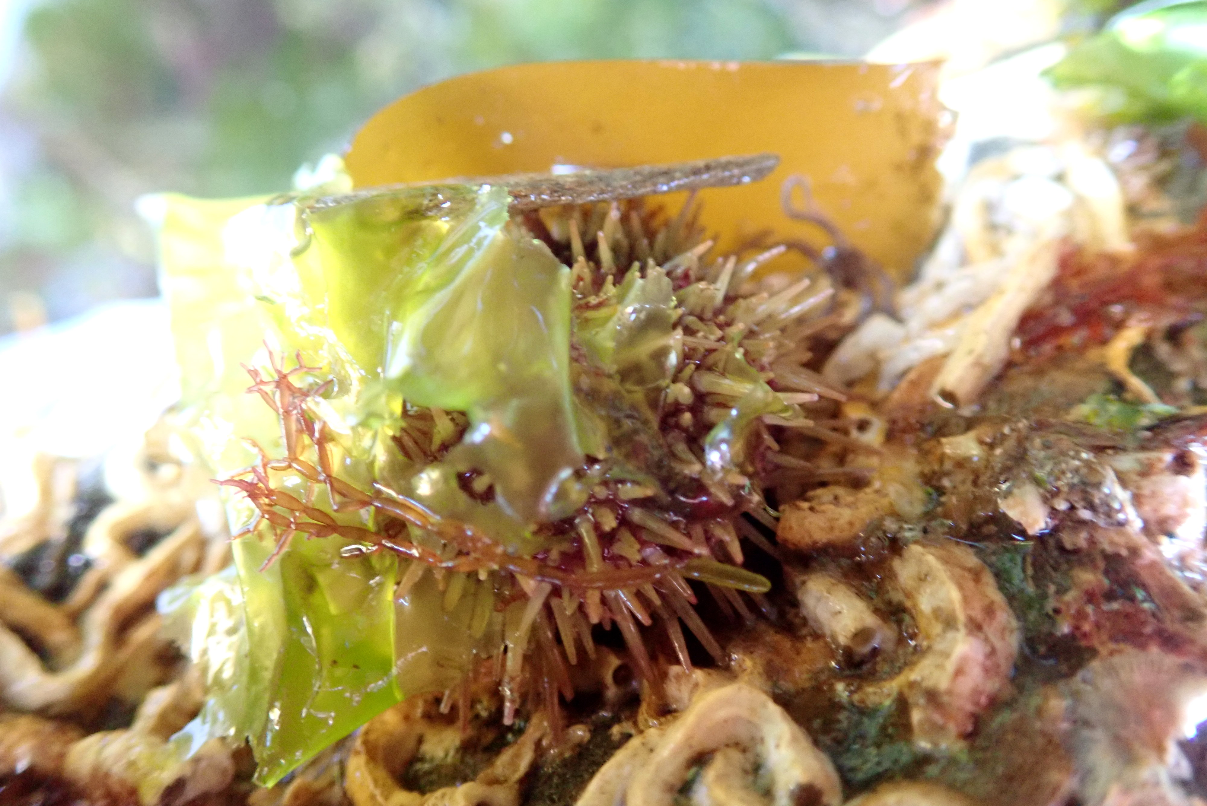 Green shore urchin at Portmellon beach - adorned in seaweed