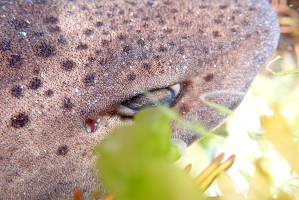 Juvenile Greater-spotted cat shark in a Cornish rock pool, Looe