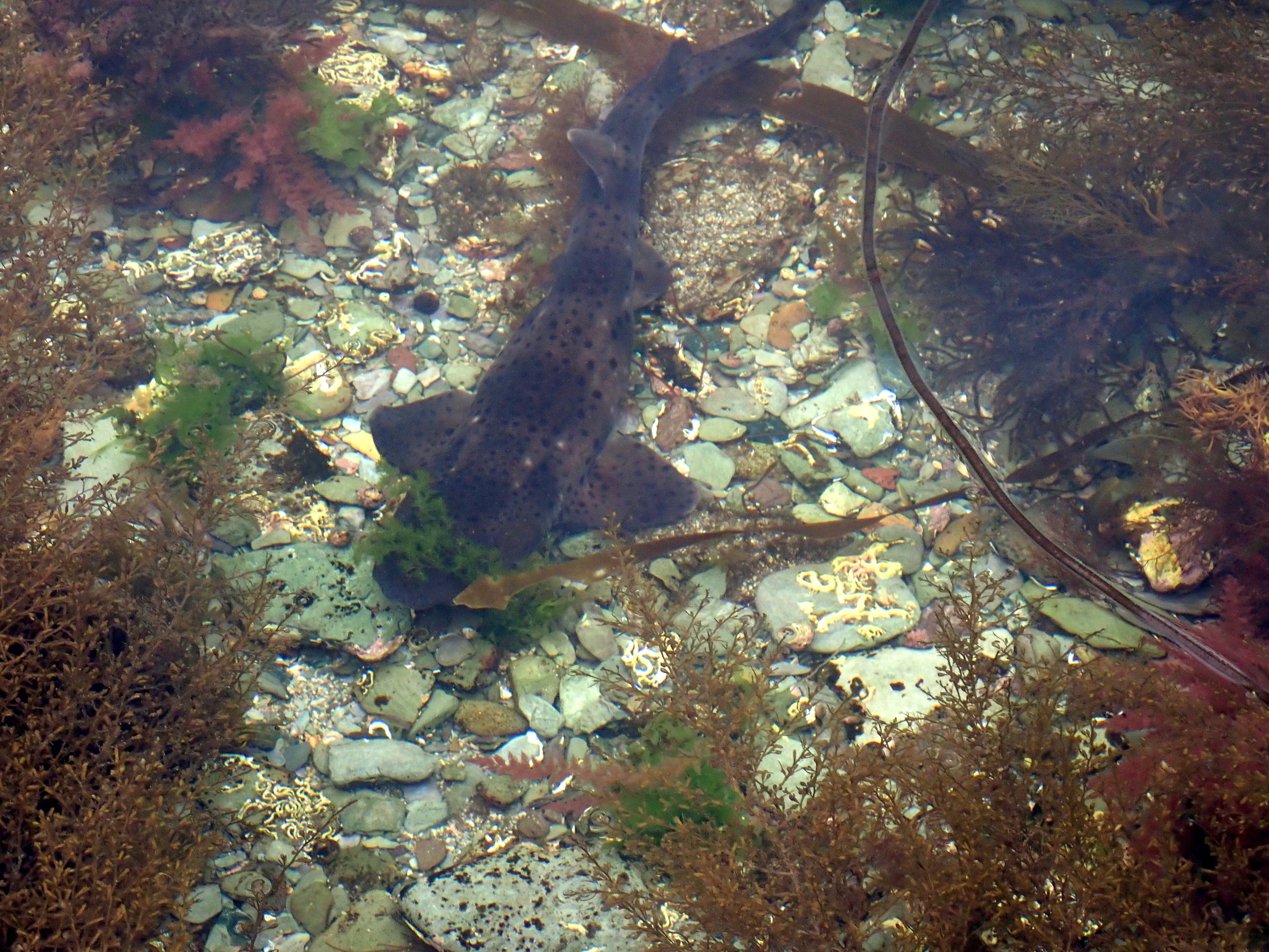 Greater spotted cat shark (Scyliorhinus stellaris) in a Cornish rock pool, Looe