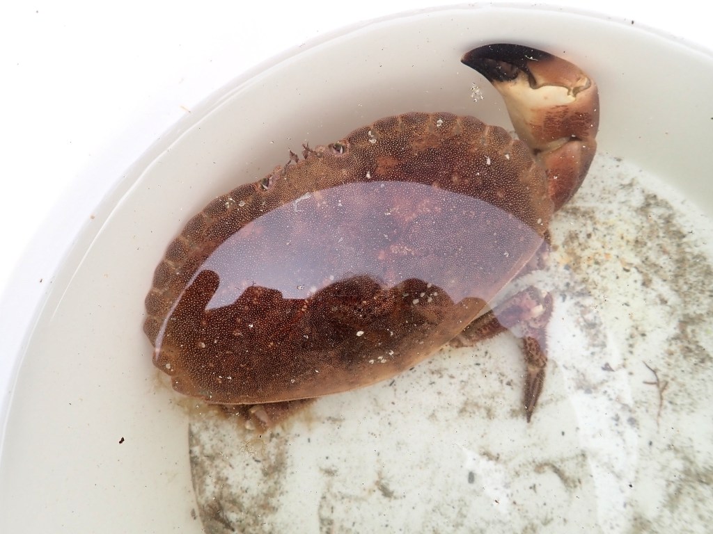 Here's one that didn't get away - a large edible crab which impressed my friends far more than my pot of ink.