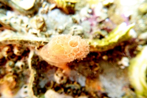 I also thought this Aplidium turbinatum sea squirt was rather lovely - and it doesn't move, which is always a bonus.