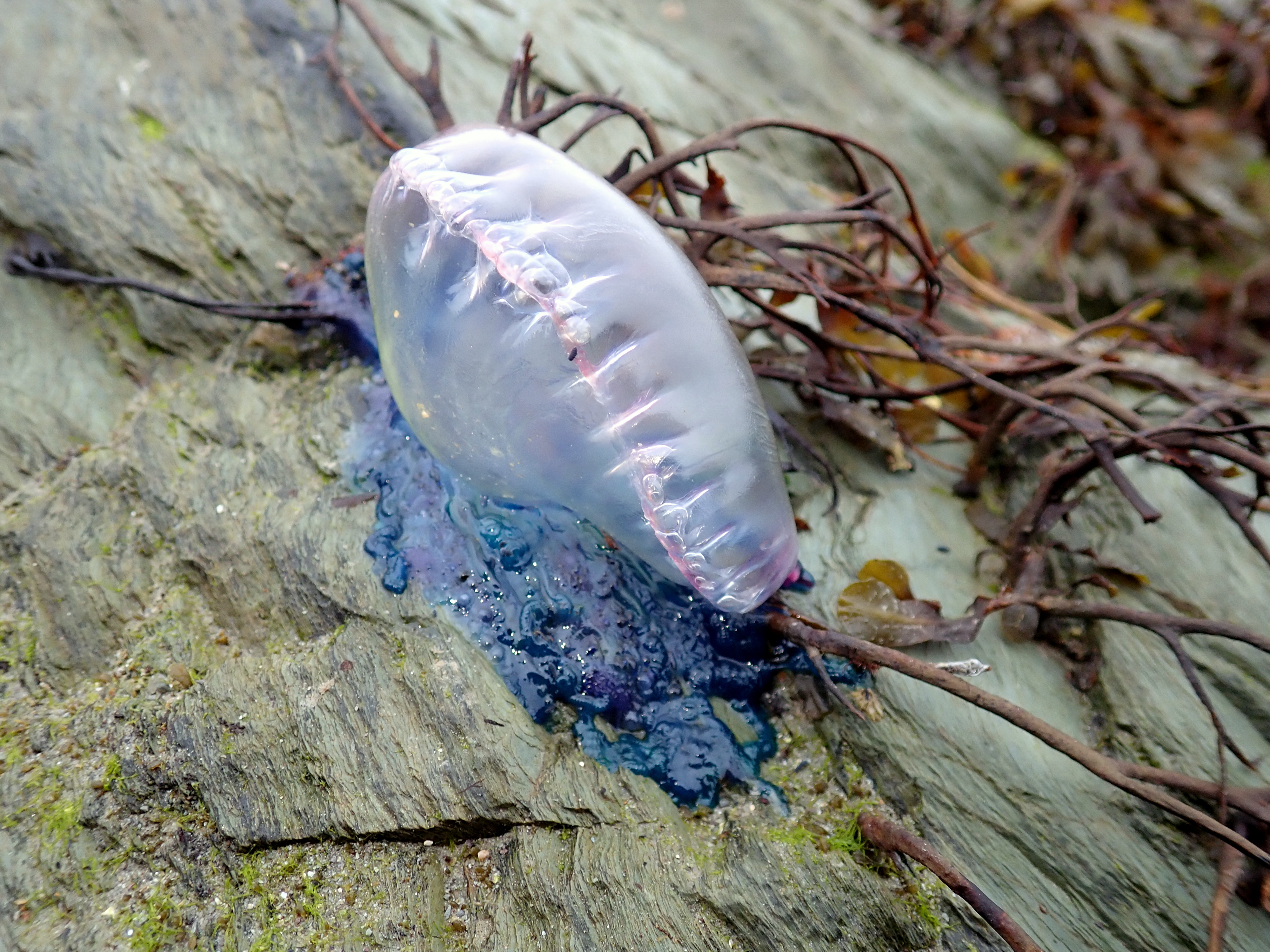 Portuguese man o'war - like a pasty with the crimping on top.