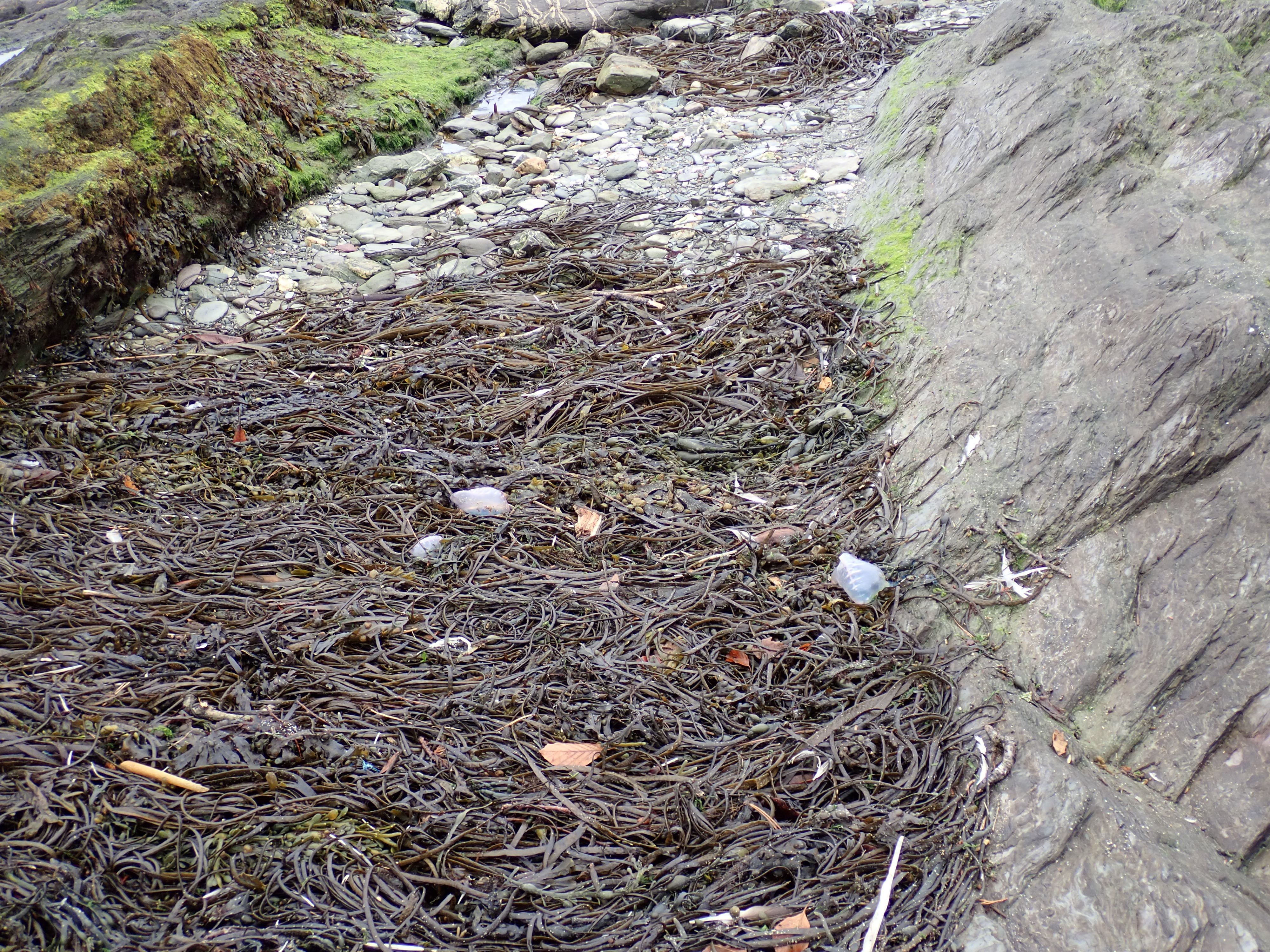 Among the seaweed there are several stranded Portuguese man o'war