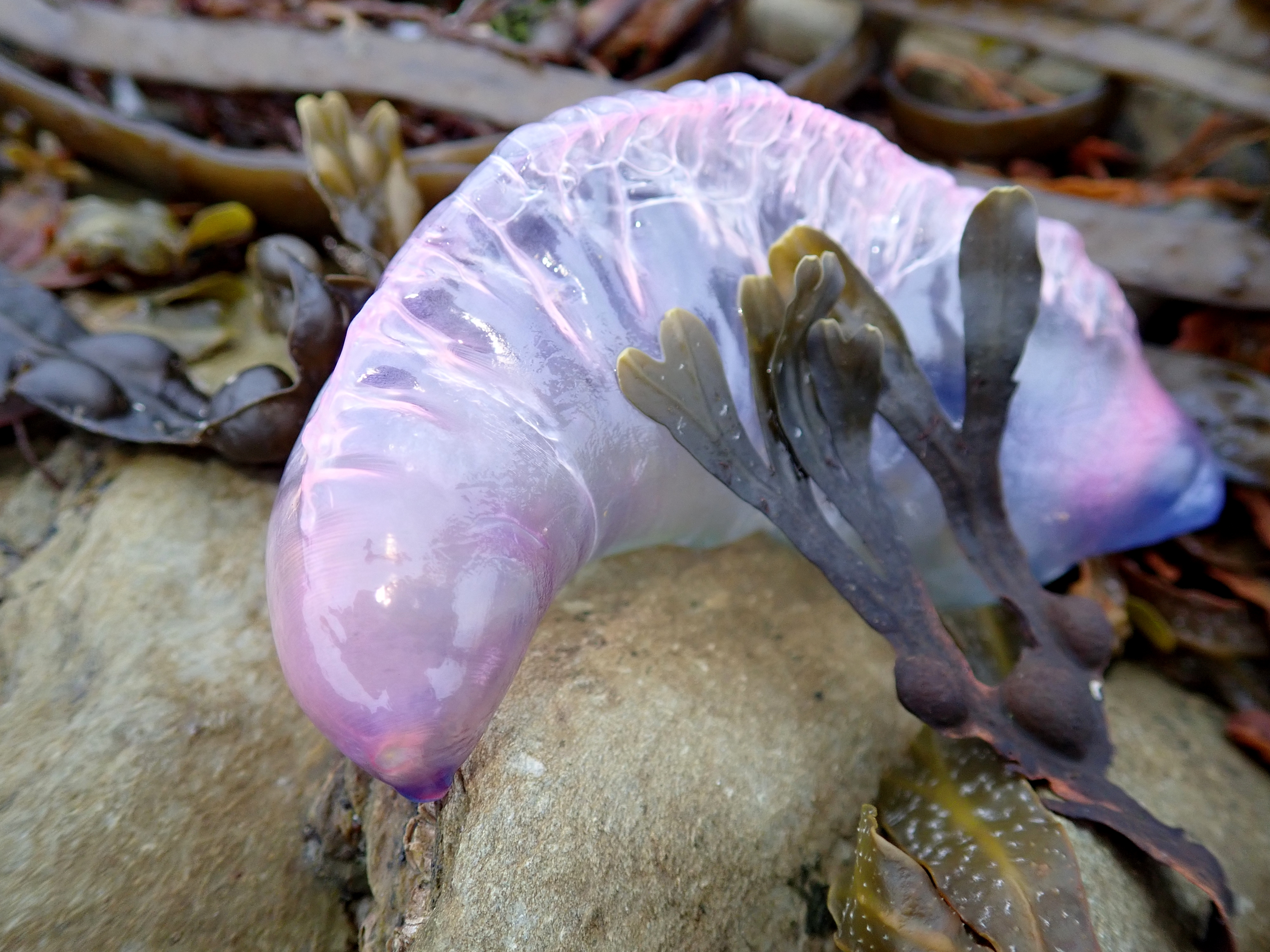 My first Portuguese man o'war