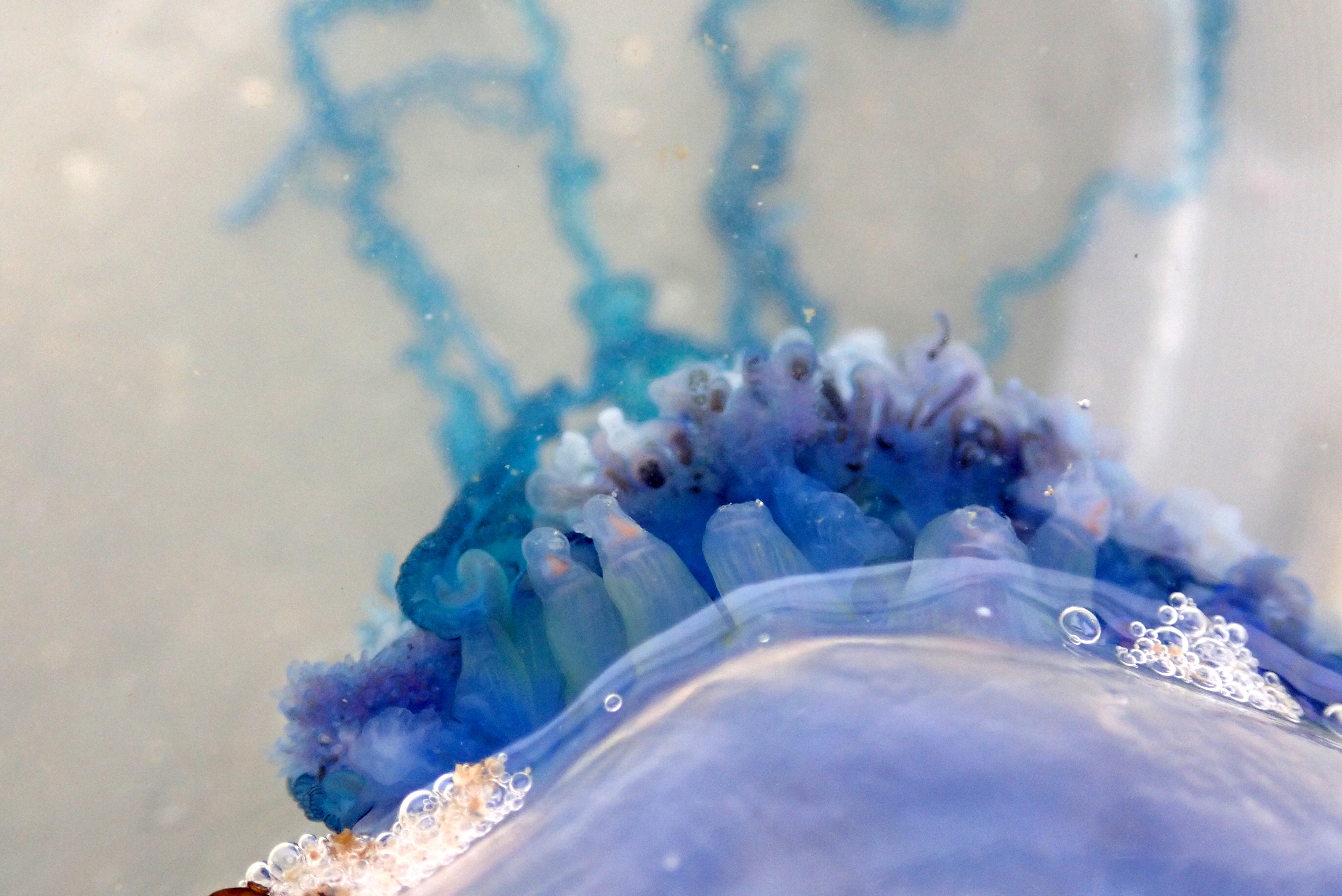 Below the float, you can see the other zooids which catch prey, digest food and reproduce