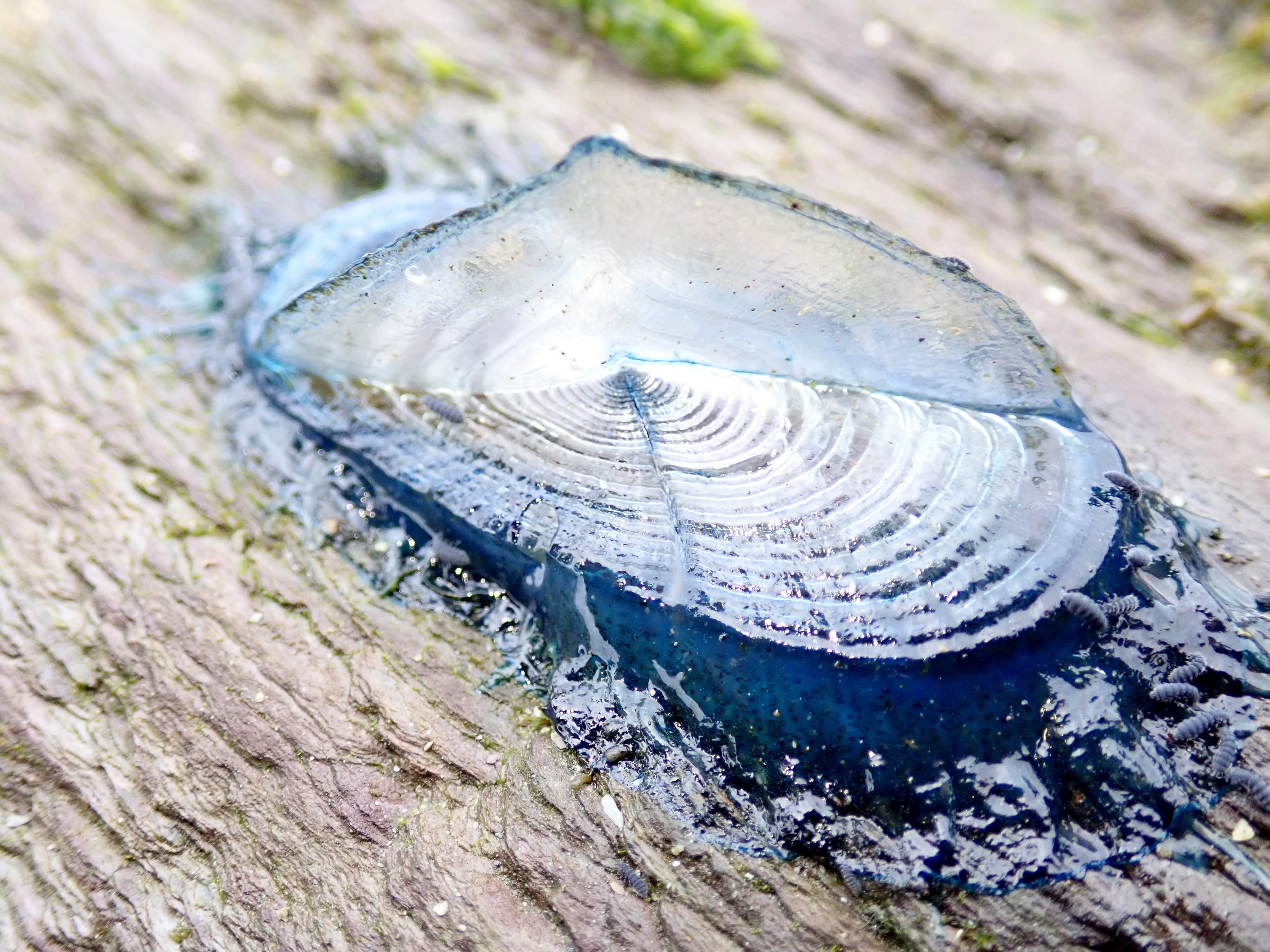 A single By-the-wind-sailor, Velella velella, washed up with the Portuguese man o'war