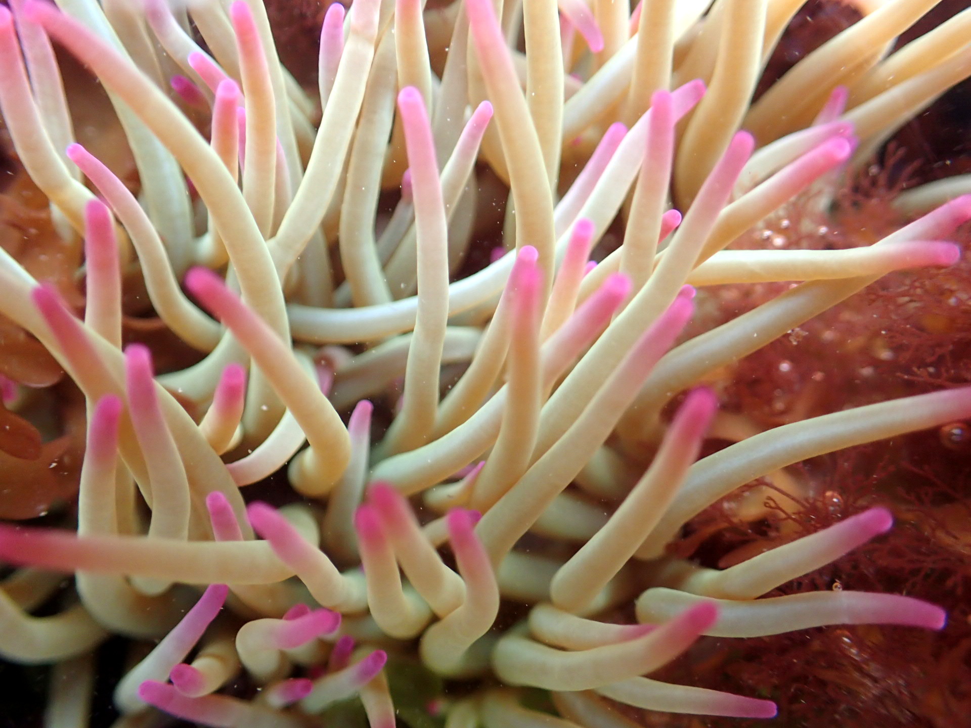 The tentacles of the Snakelocks anemone are packed with harpoon-like stinging cells