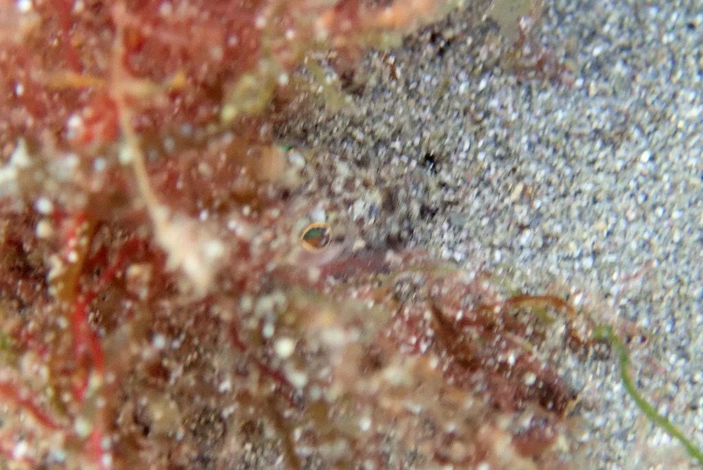 In their sandy holes, the Weever fish are hard to spot. Just the eye is visible in this shot.
