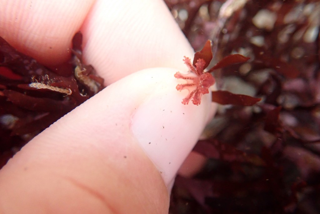 A small but lovely Calvadosia campanulata stalked jellyfish.