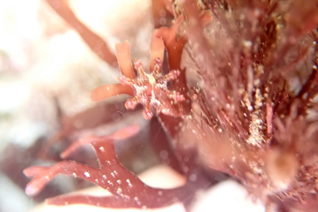 A third species, Calvadosia cruxmelitensis, in too much current to get a sharp photo.