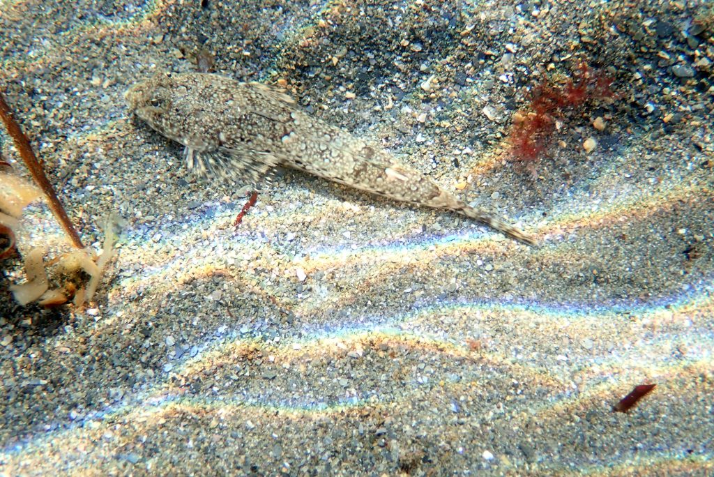 Dragonets, especially the females, are perfectly camouflaged on sand.