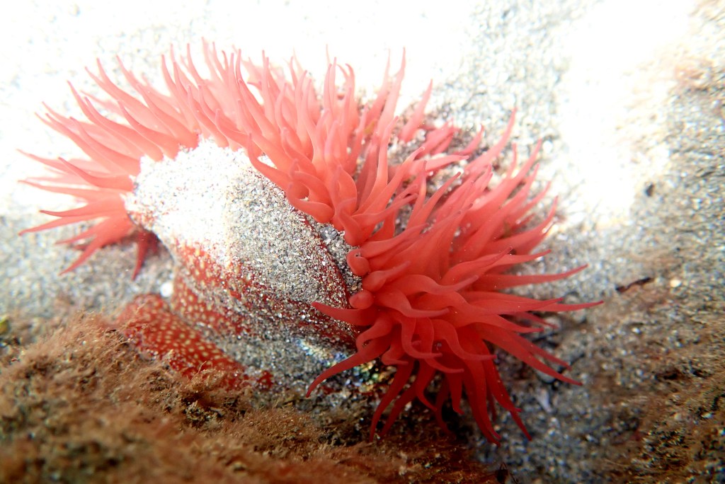 The stinging cells in this Strawberry anemone can't hurt me and it doesn't swim away - it's much easier to photograph!