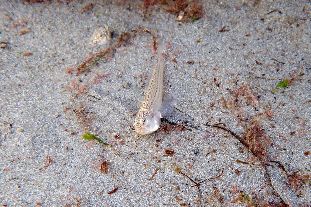 A Lesser weever fish about to wriggle away into a sand burrow.