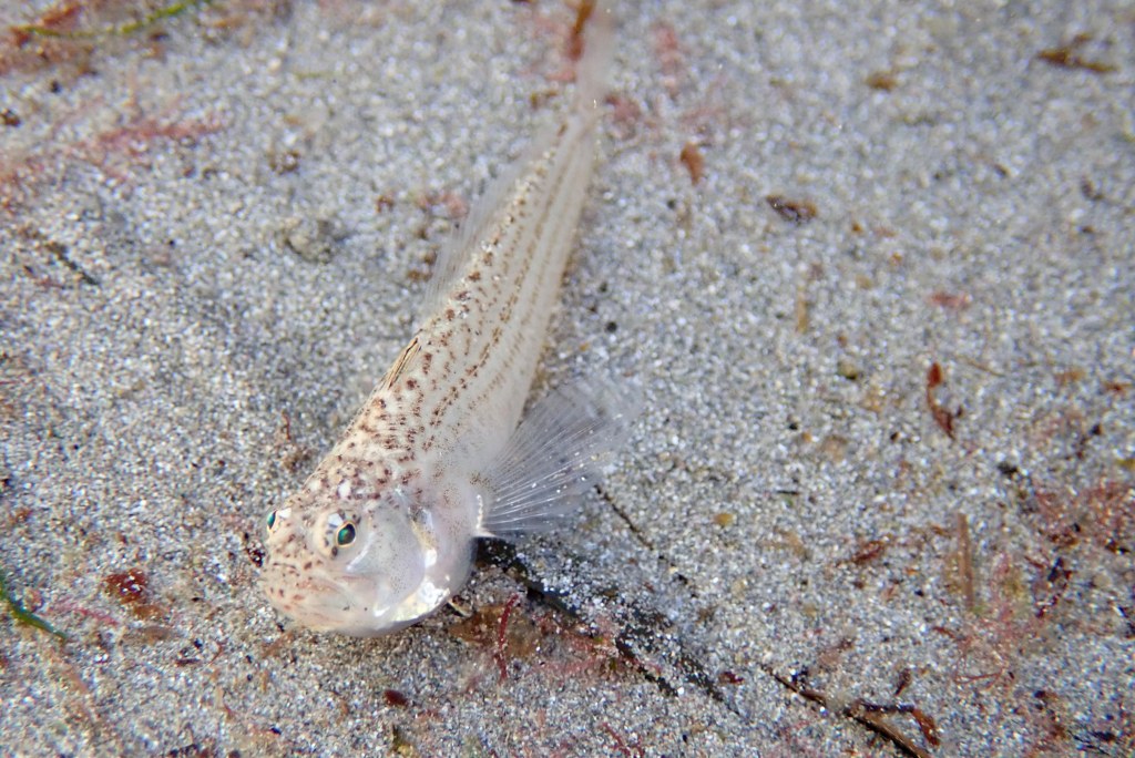 A Lesser weever fish out of the sand.