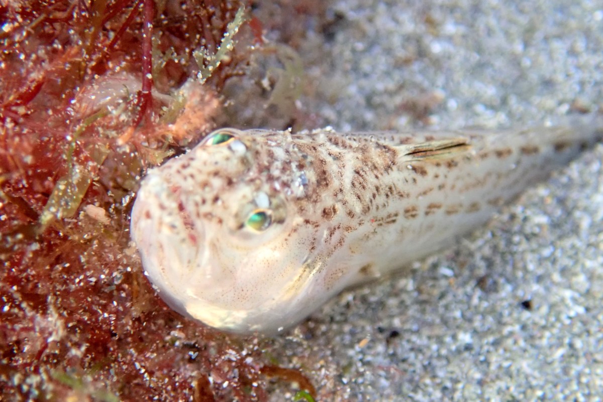 A close (enough) encounter with Weever fish. | Cornish Rock Pools