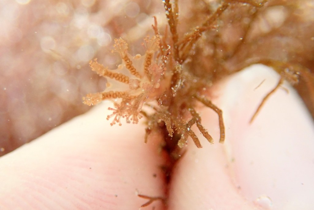 A second species of stalked jellyfish, the Haliclystus octoradiatus.