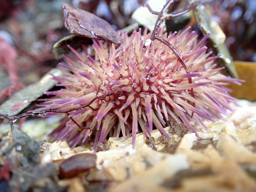 Green shore urchin, Hannafore, Looe