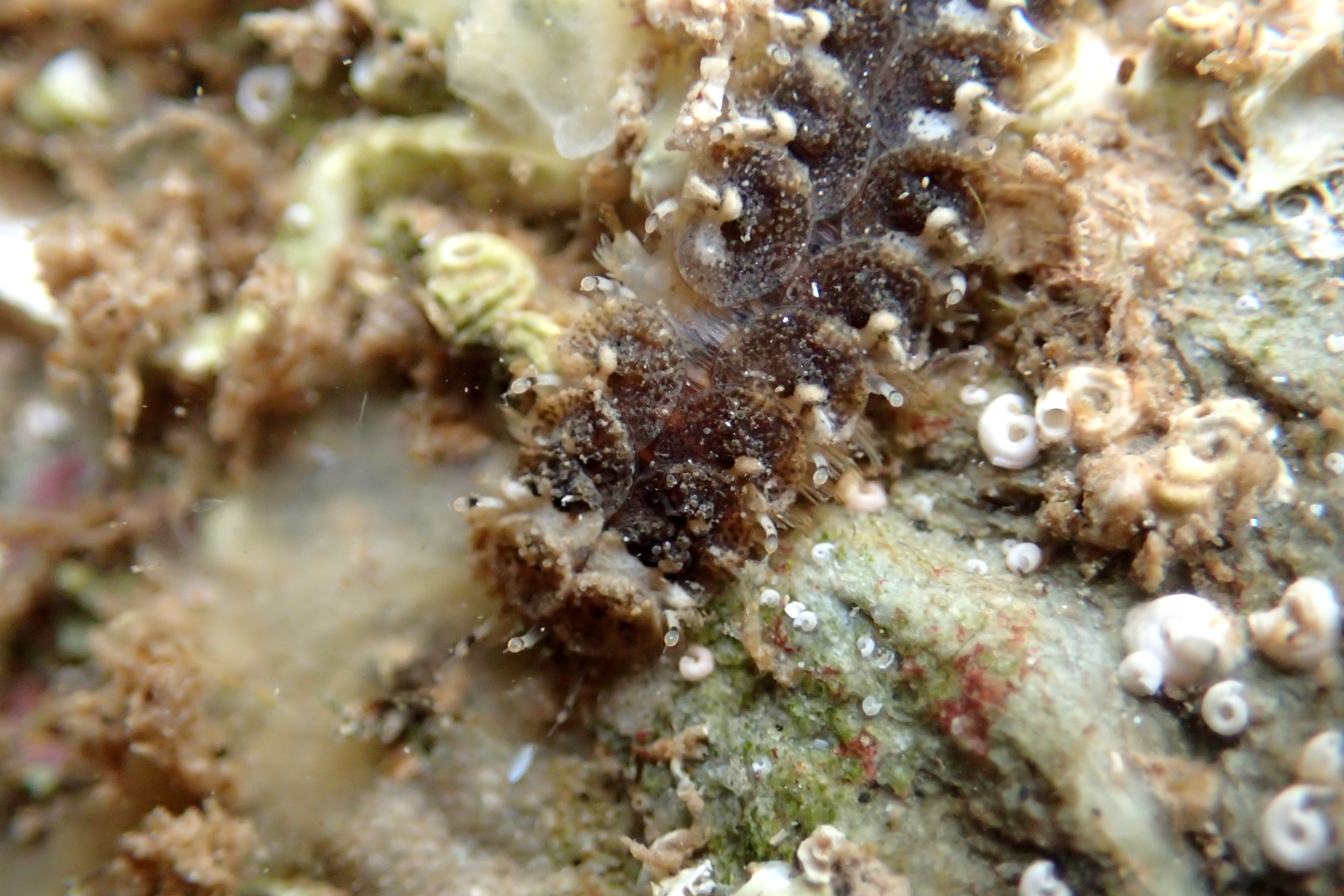 Lepidonotus clava - a scale worm