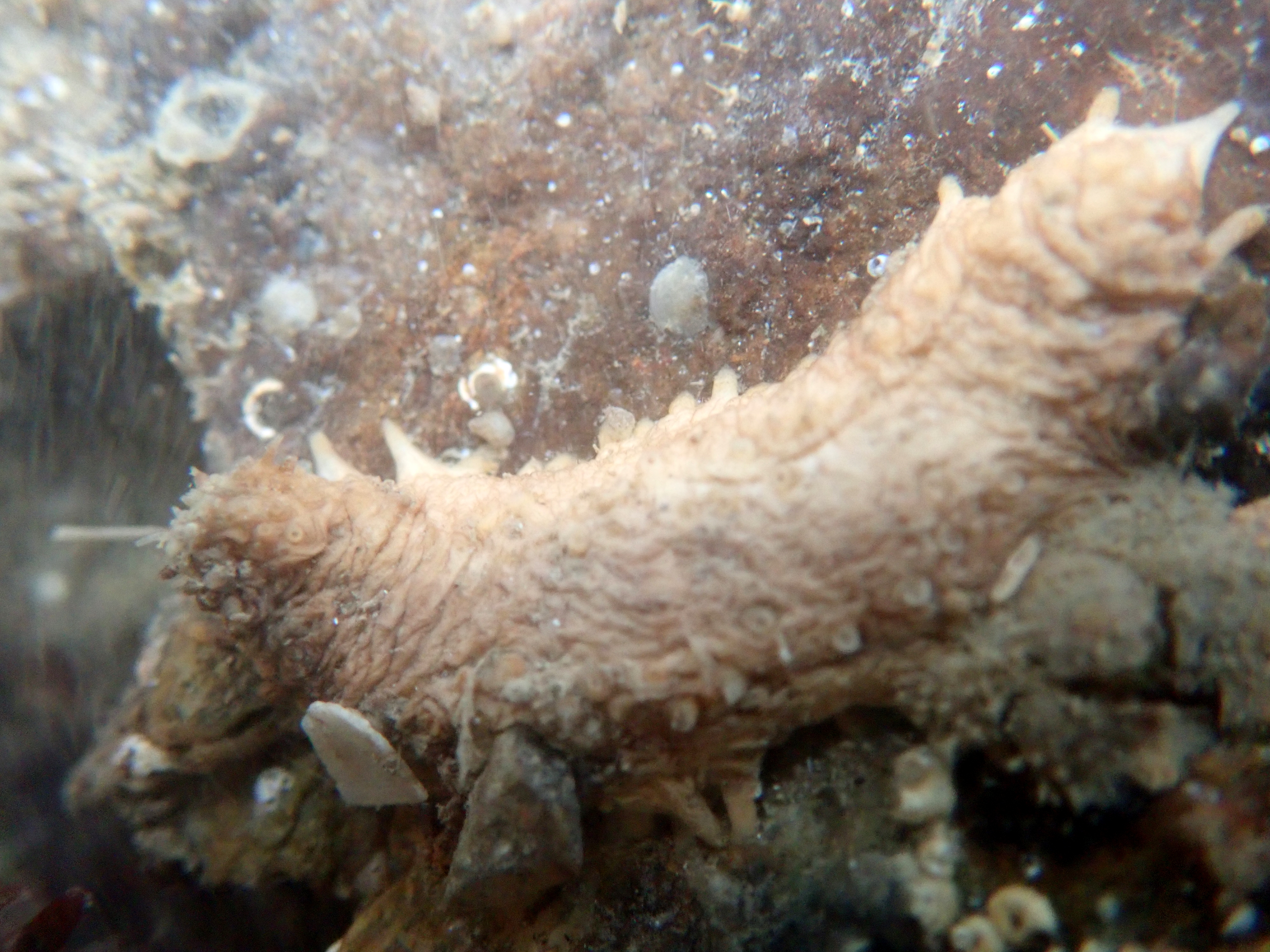 A Sea gherkin (Pawsonia saxicola) - this is a type of sea cucumber and clings onto the rock with its tentacle feet.