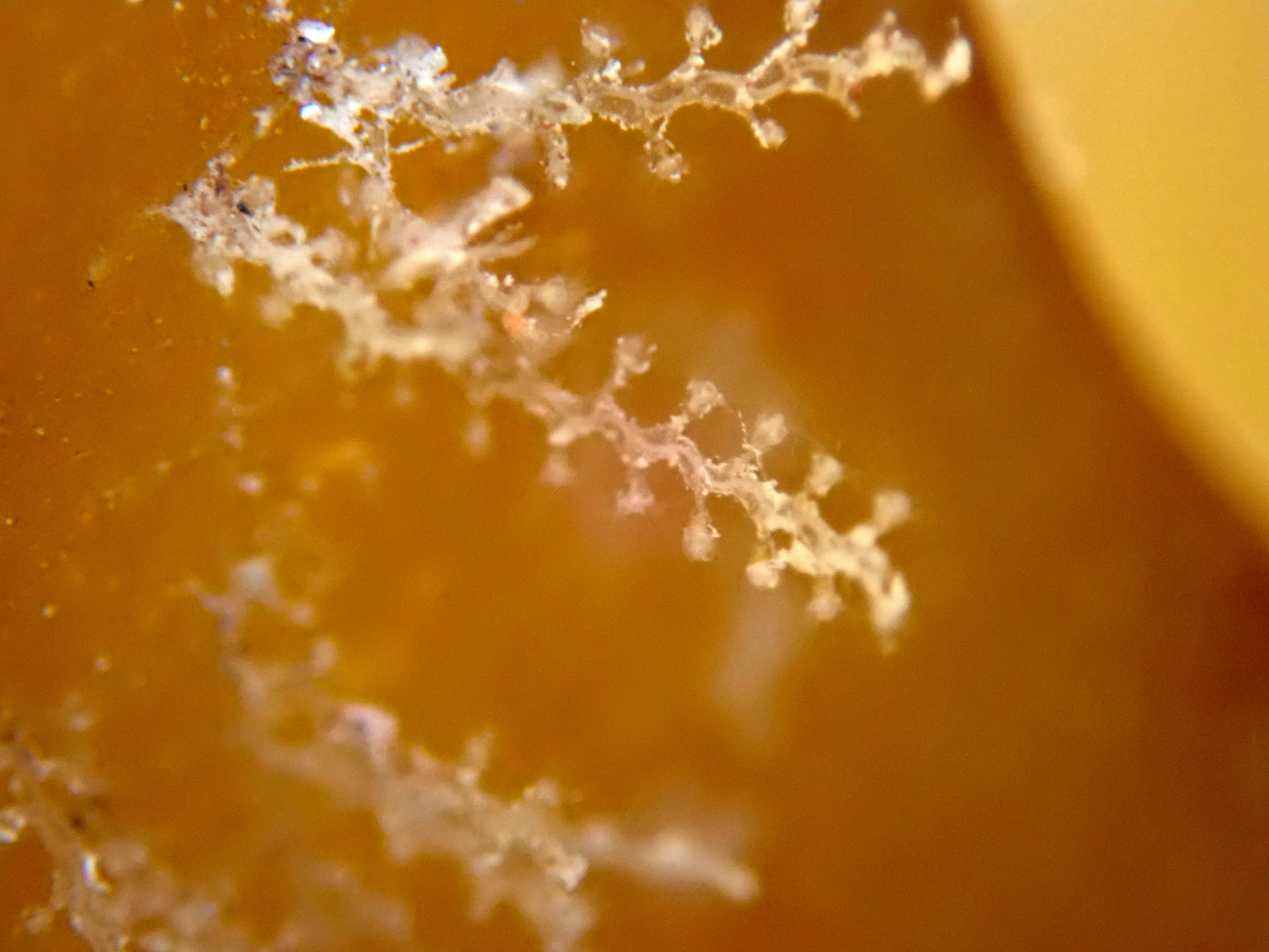 Obelia geniculata - a hydroid known as 'sea fir'.