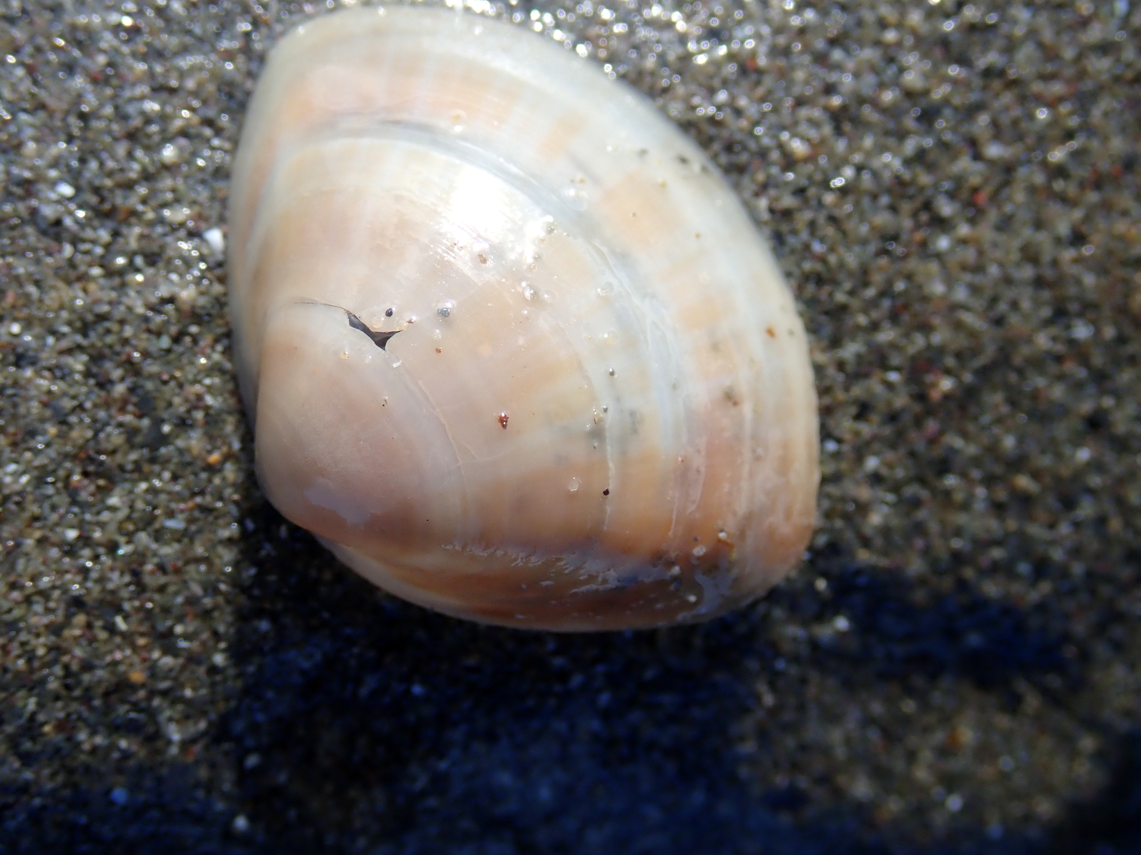 Rayed trough shell