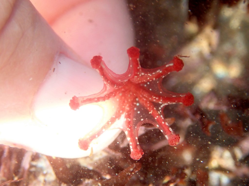 Chilly autumn rockpooling