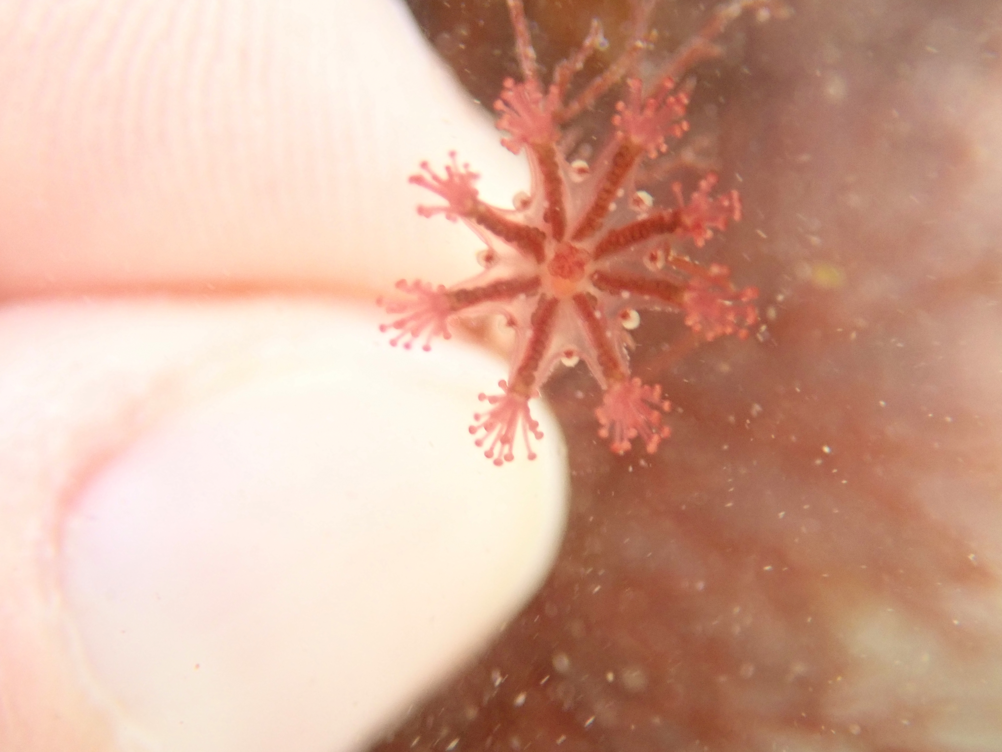 Haliclystus octoradiatus - the blobs between the arms are primary tentacles, which easily identify this species from most others we see.
