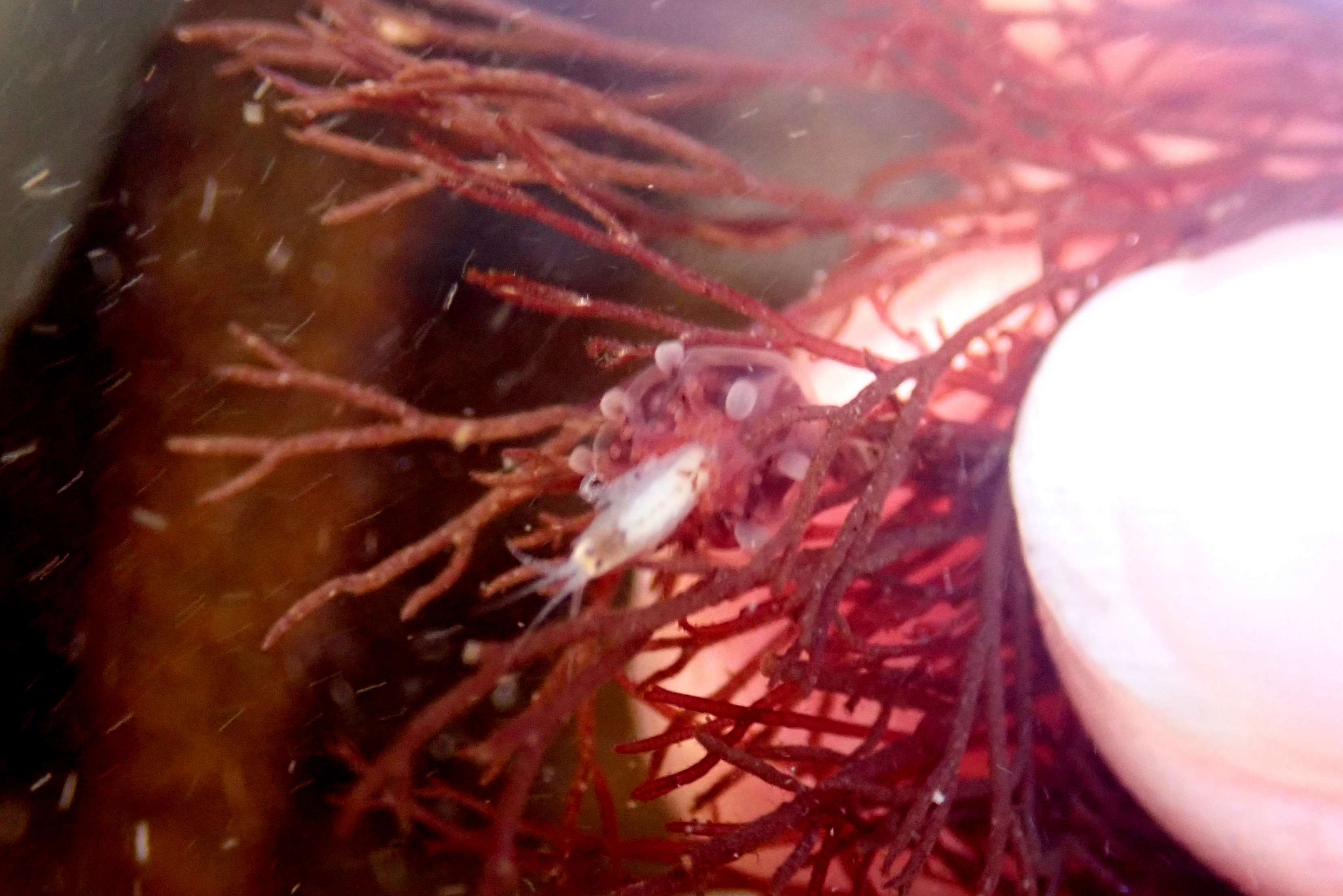 A stalked jellyfish (Haliclystus octoradiatus) eating an amphipod.