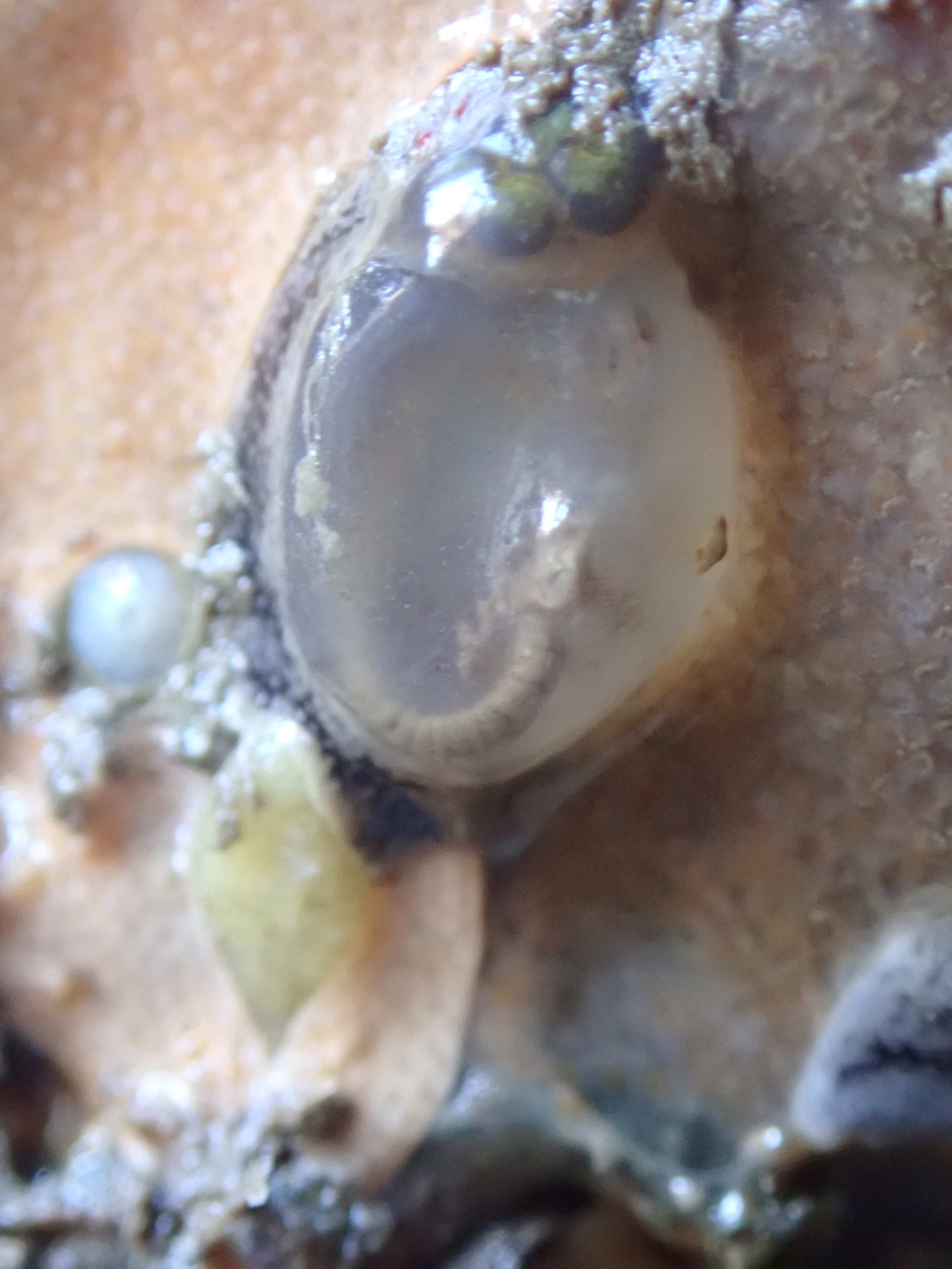 The invasive Orange-tipped sea squirt