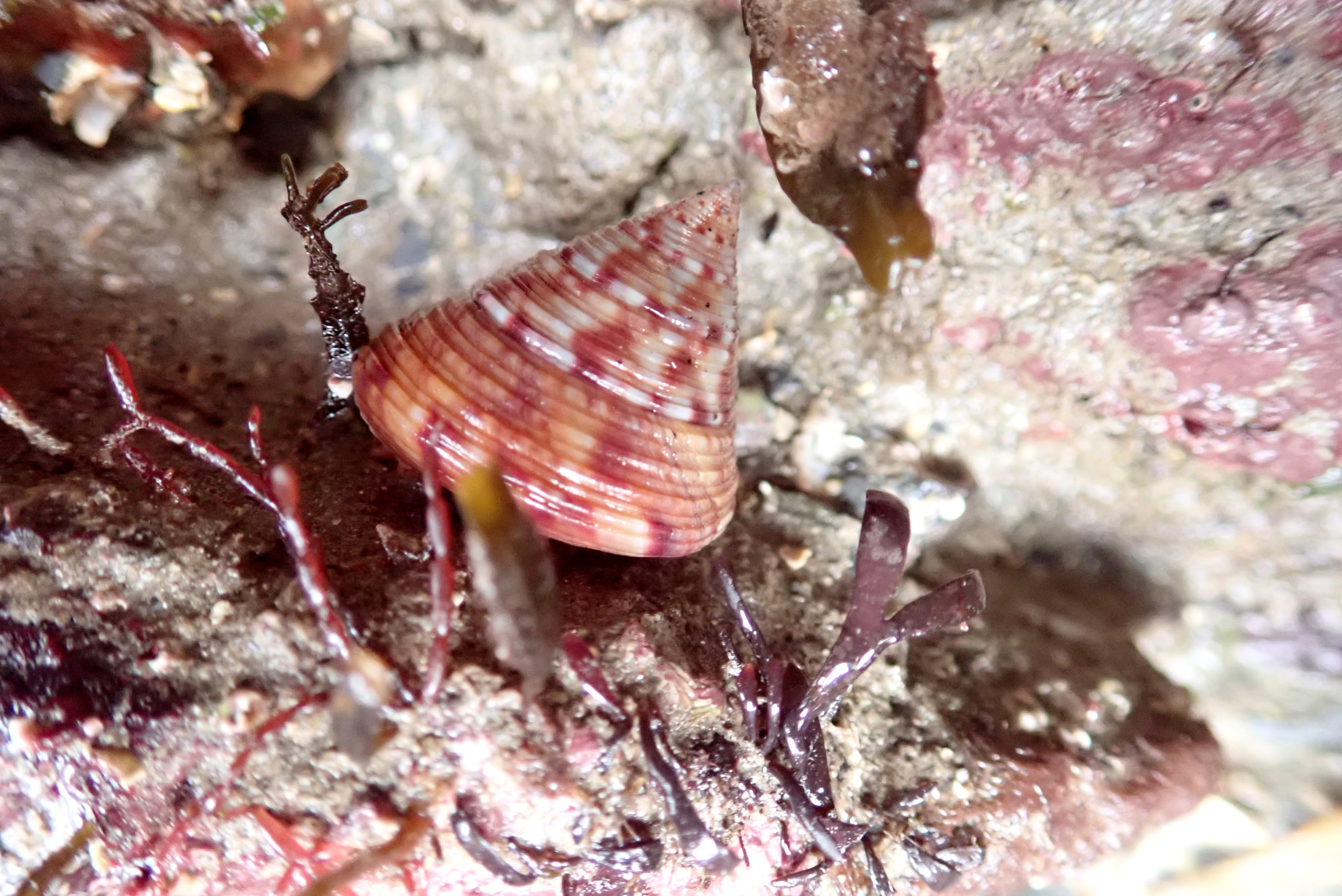 Painted top shells are plentiful in this pool - there must be lots of food for them.