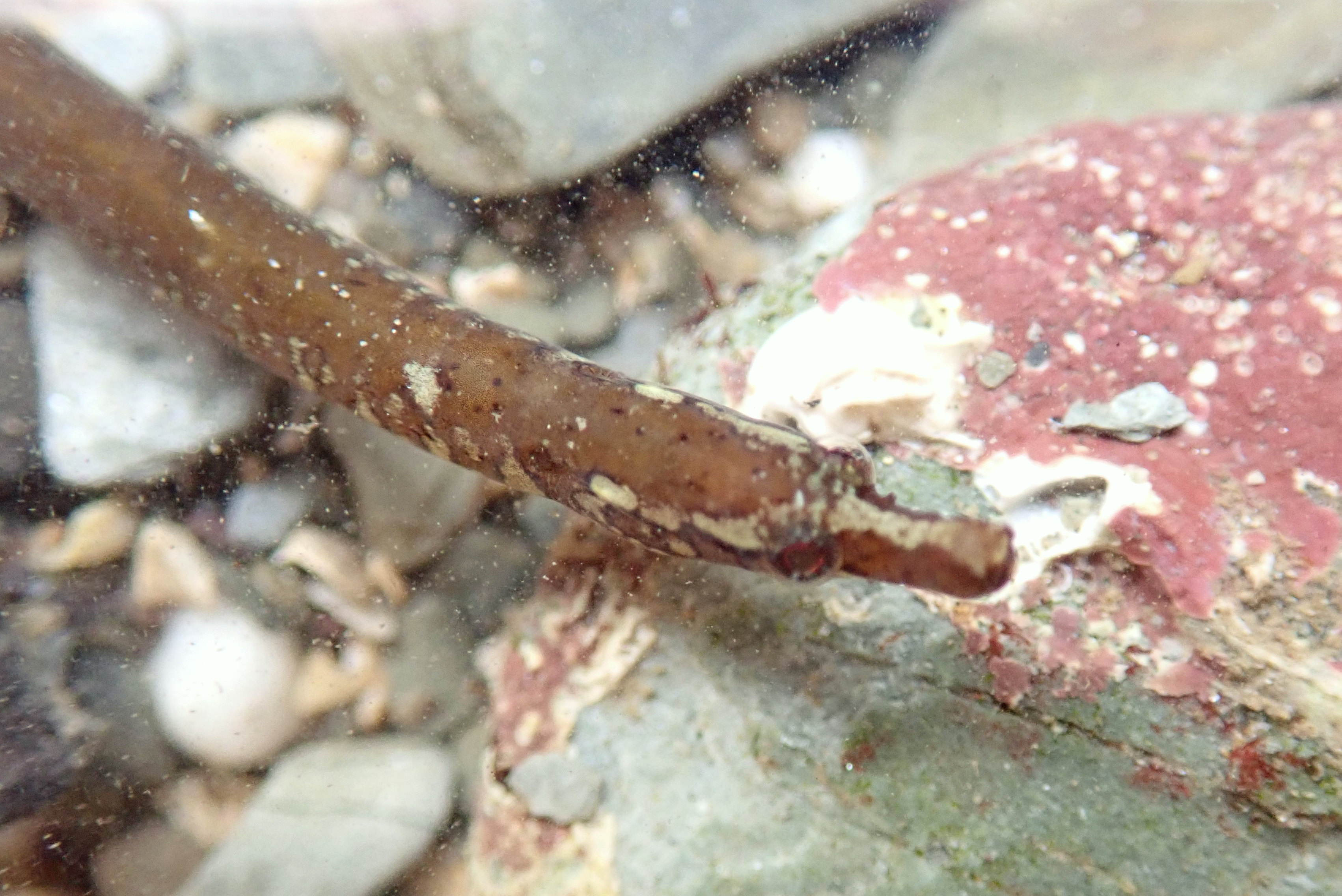 Worm pipefish