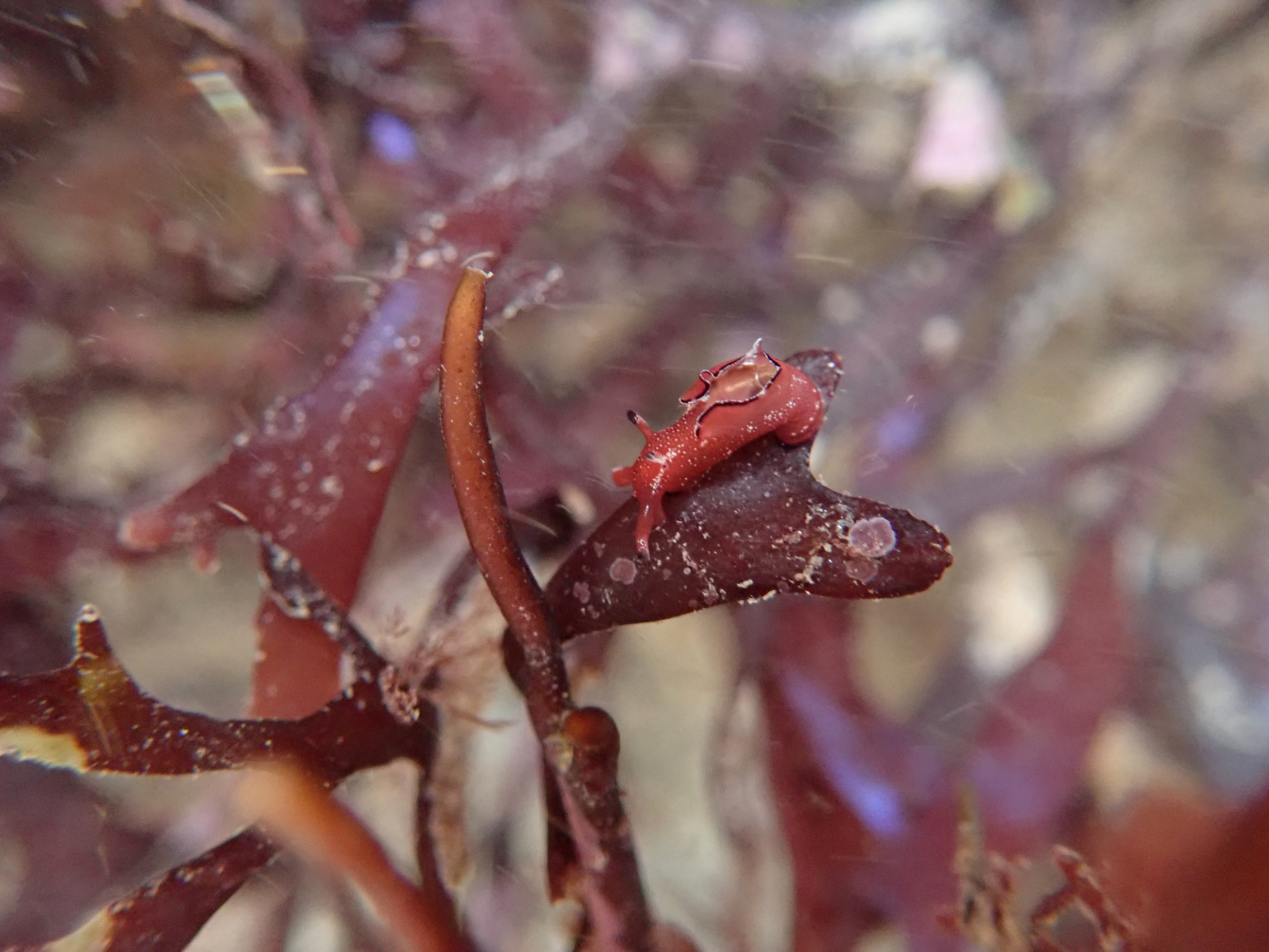 A juvenile Sea hare (Aplysia punctata) battling the winter elements in a Cornish rock pool