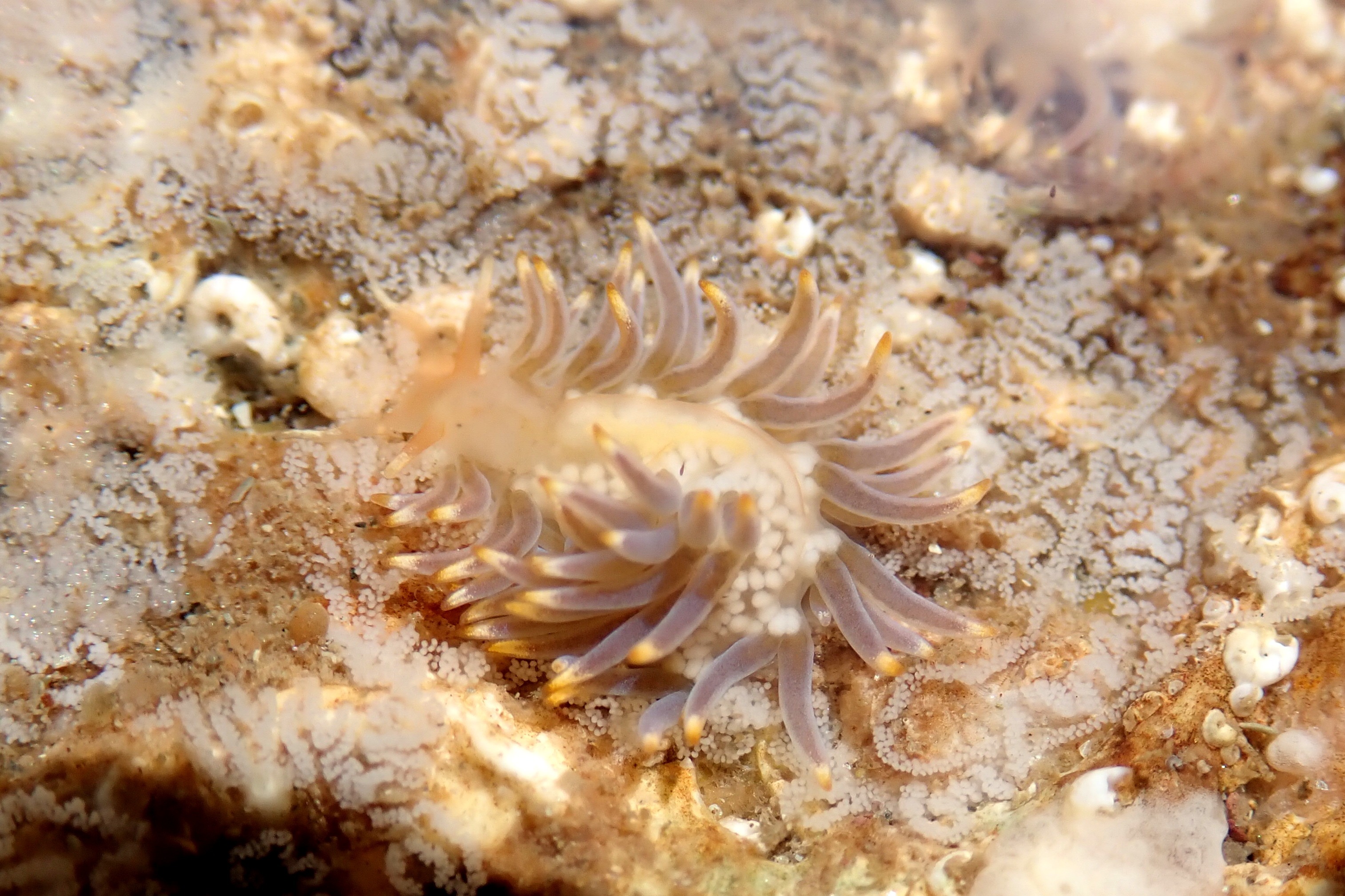 My absolute favourite finds of the year were the two species of sea slug that feed on fish eggs. Calma glaucoides (pictured here with its own eggs) feeds on clingfish eggs. I also found Calma gobioophaga, which feeds on goby eggs. Sea slugs really do have the best names.
