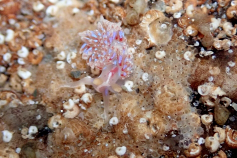 Facelina auriculata sea slug unfurls its tentacles and cerrata in the water.
