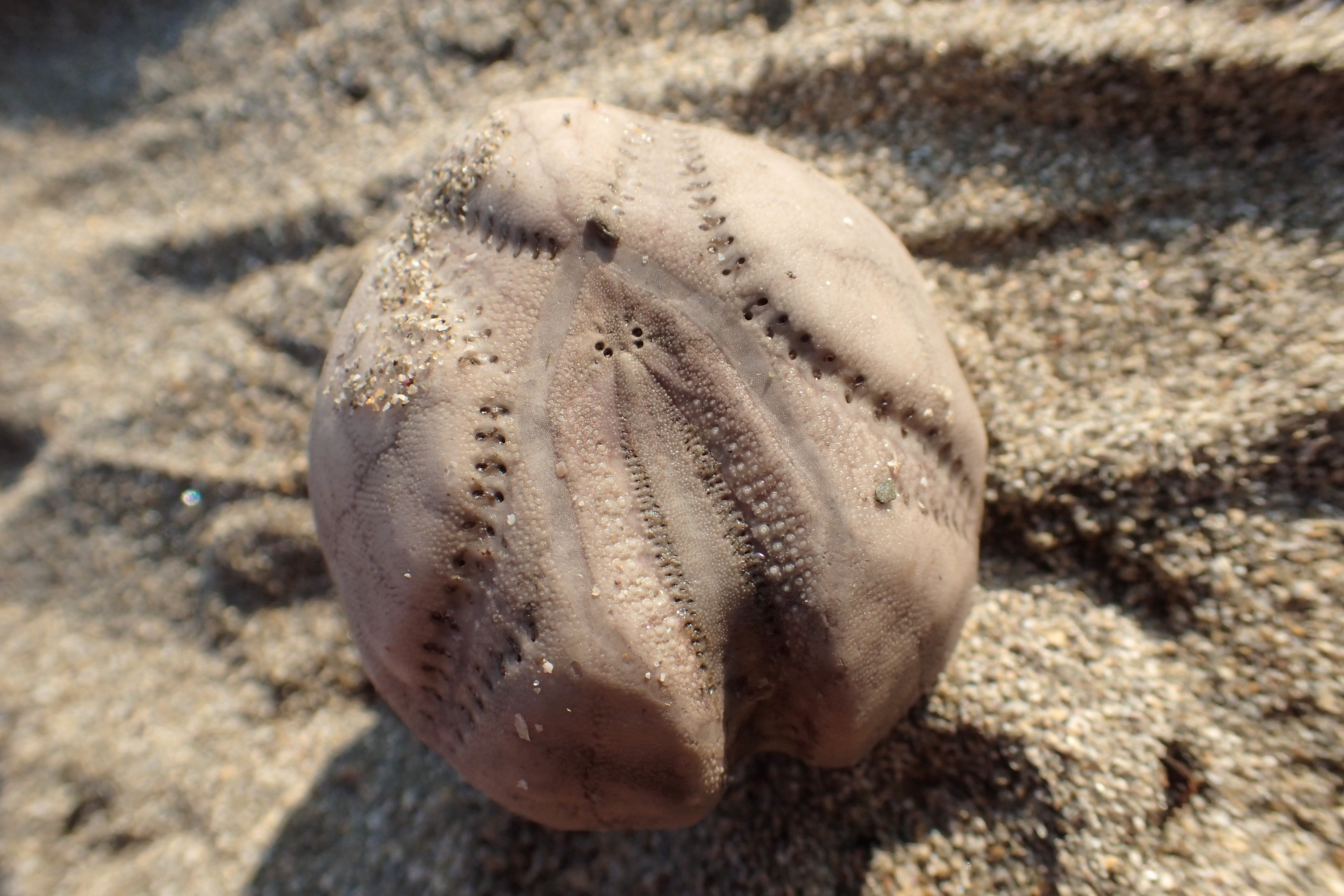 'Sea potato' - these little urchins are covered in spines when alive. They bury themselves in muddy sand but sometimes get washed to the surface in storms.
