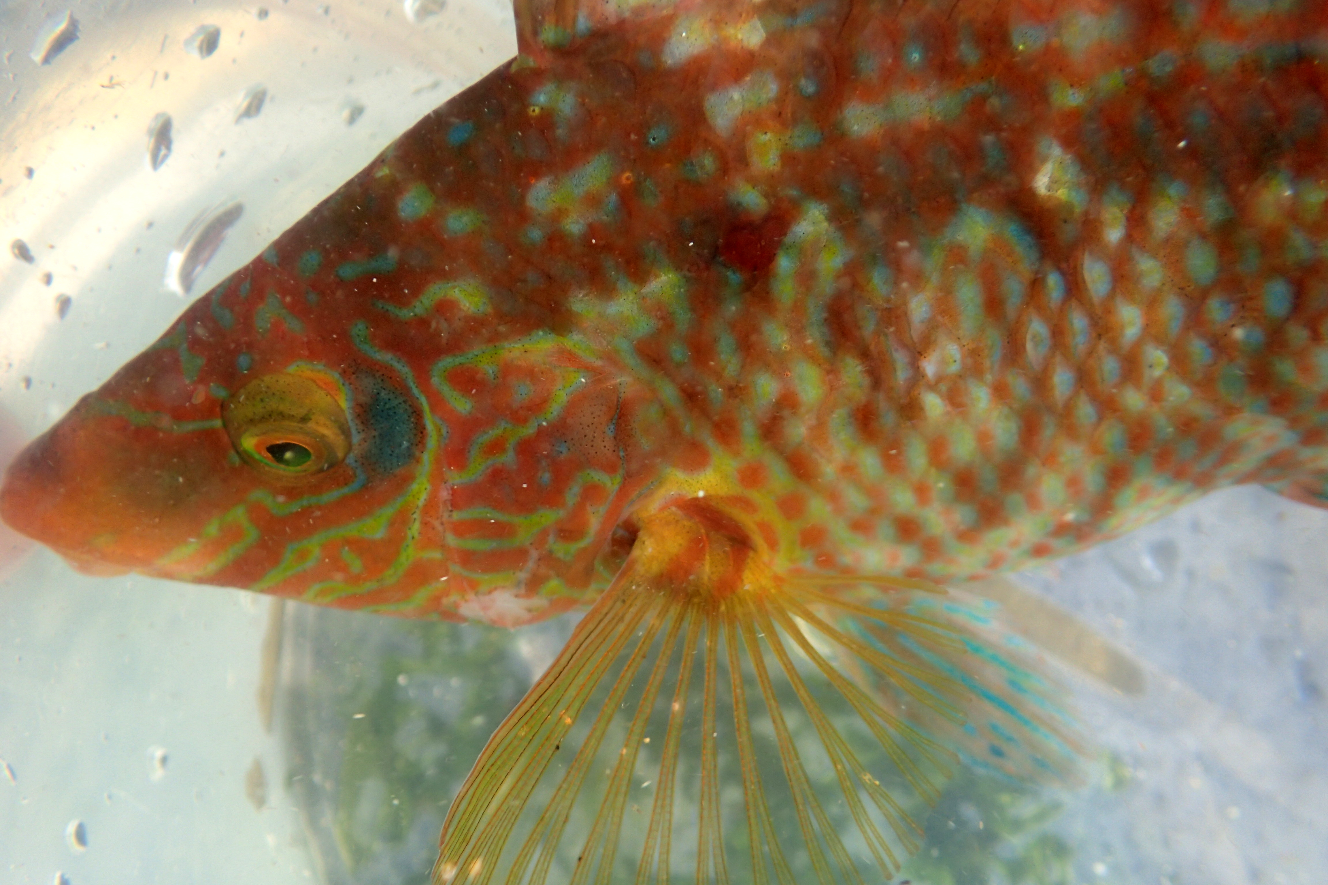 Fish always seem to get away, so we were all very excited when I managed to coax this beautiful Corkwing wrasse into my bucket on a family rockpooling day. It's such a tropical looking fish.