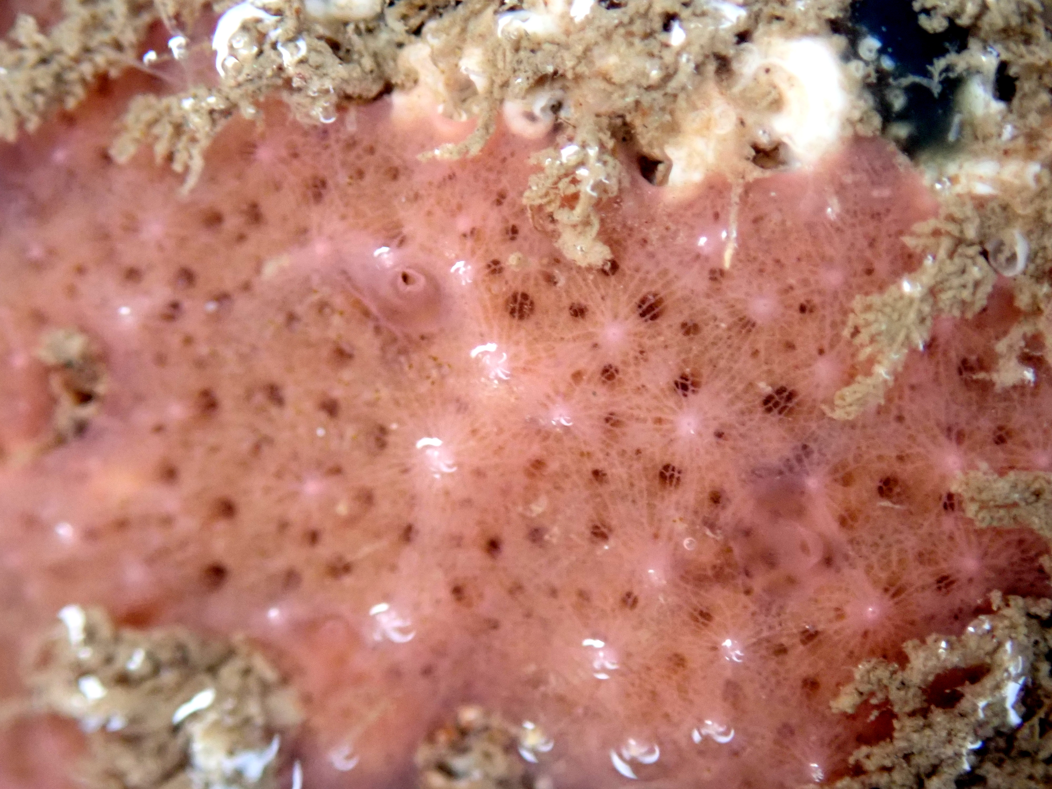 Most people think there's not much to see in the rock pools in November. They're wrong, of course! This sponge, possibly Myxilla rosacea, was one of the prettiest things I saw all year.