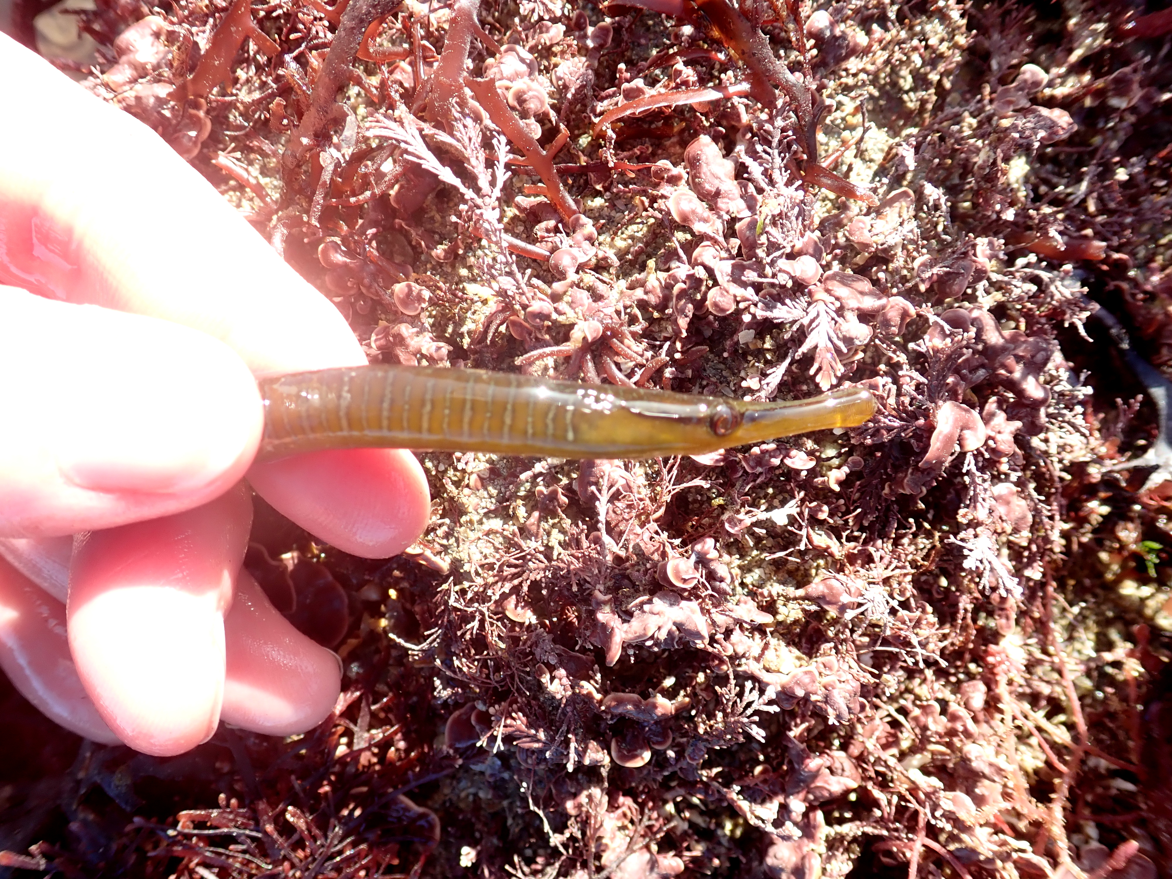 Snake pipefish showing off its distinctive trumpet nose and pale striped pattern.