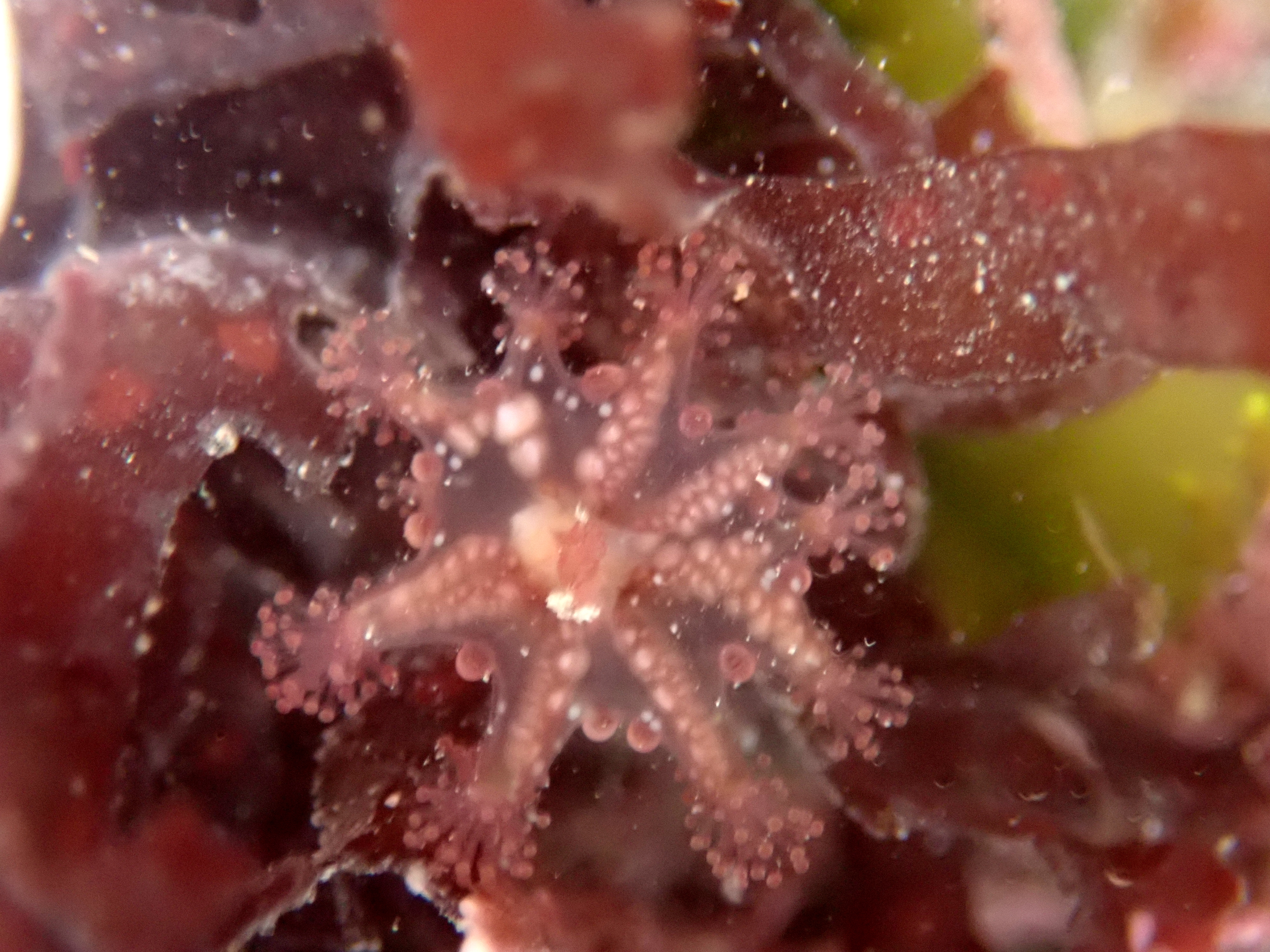 Another mutant - a nine-armed Haliclystus octoradiatus stalked jellyfish with some extra primary tentacles.