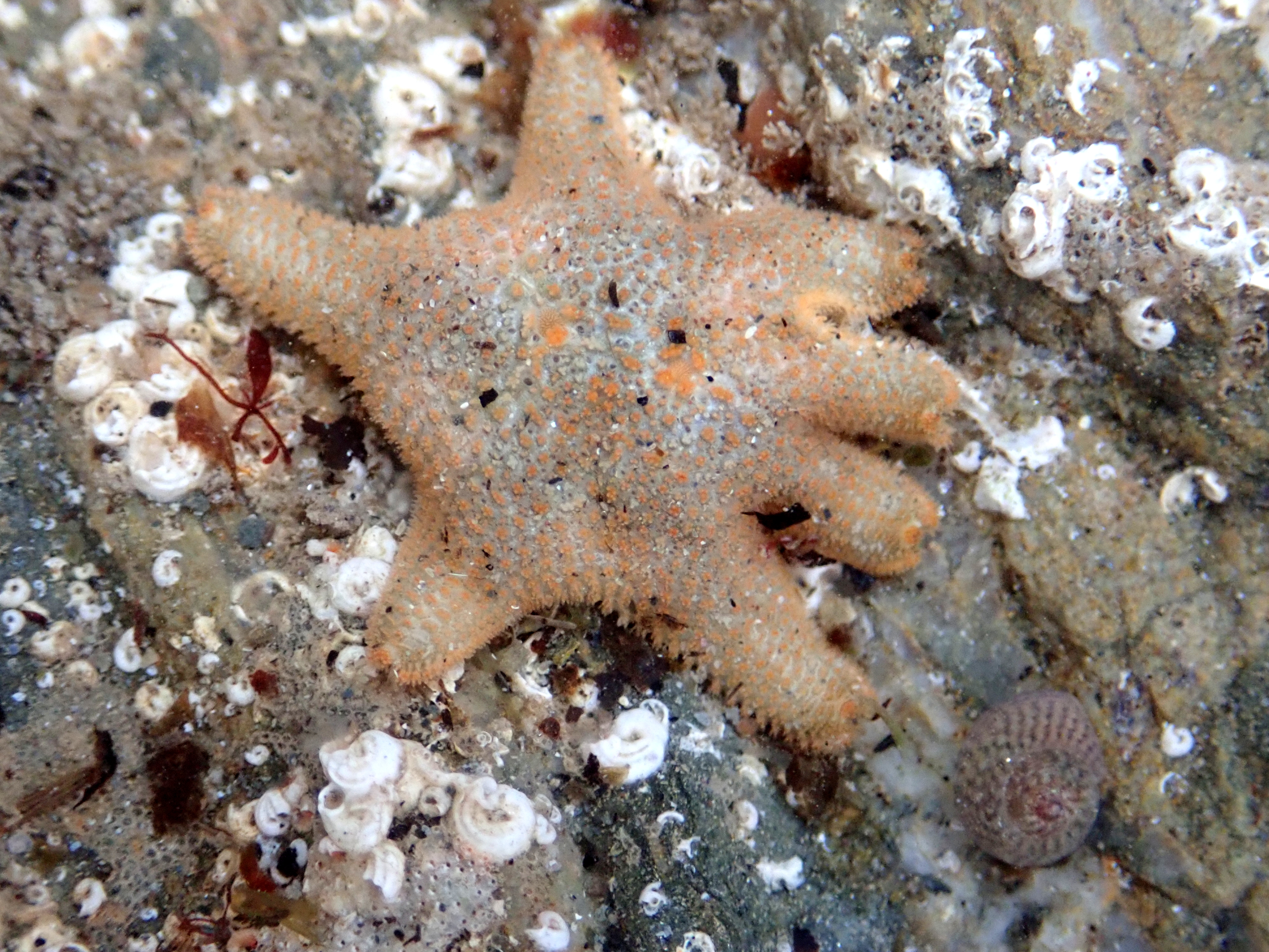 A Cushion star trying to pass as a seven-arm starfish.