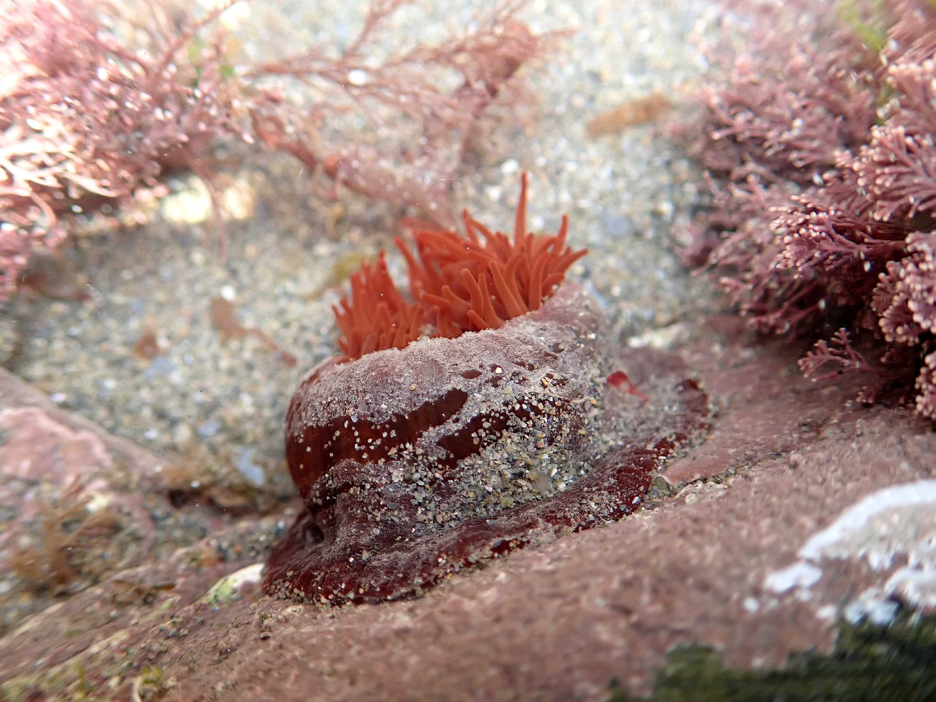Beadlet anemone in a pool near the top of the shore, Millendreath