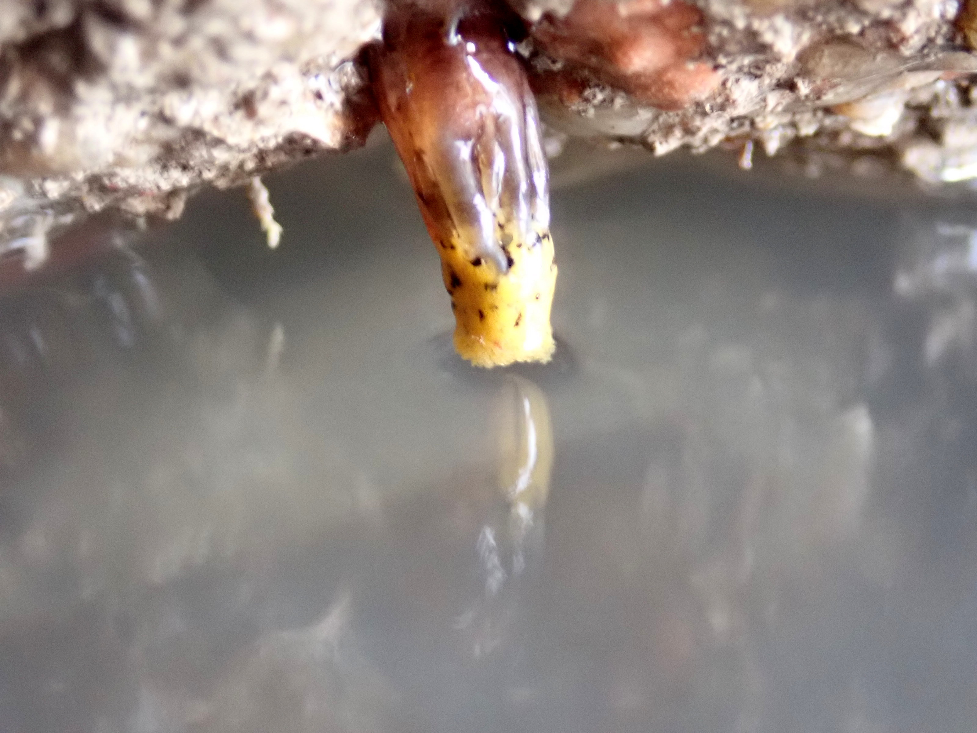 Brown sea cucumber, Aslia lefevrei, at Millendreath