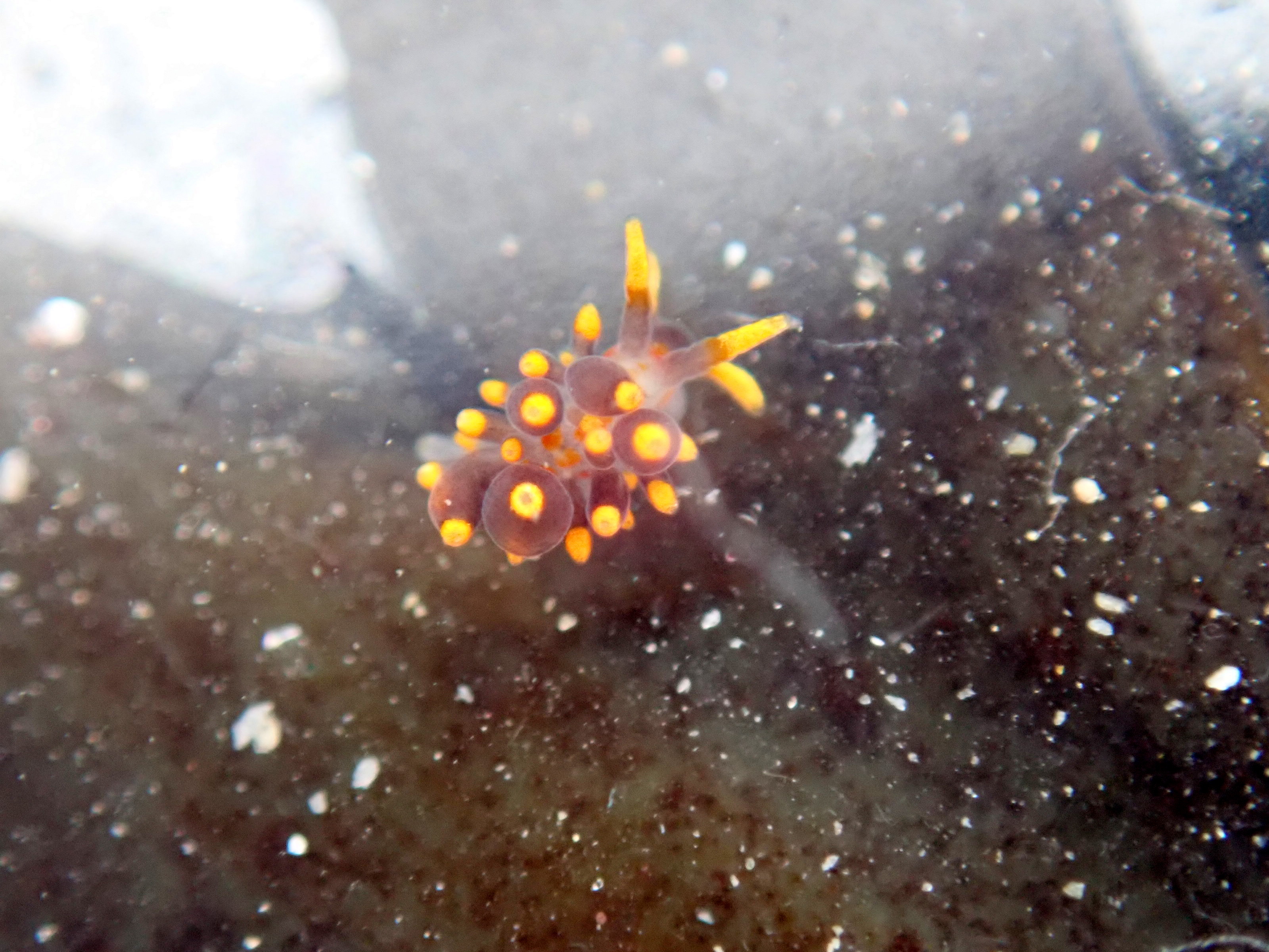 Eubranchus farrani sea slug - close-up