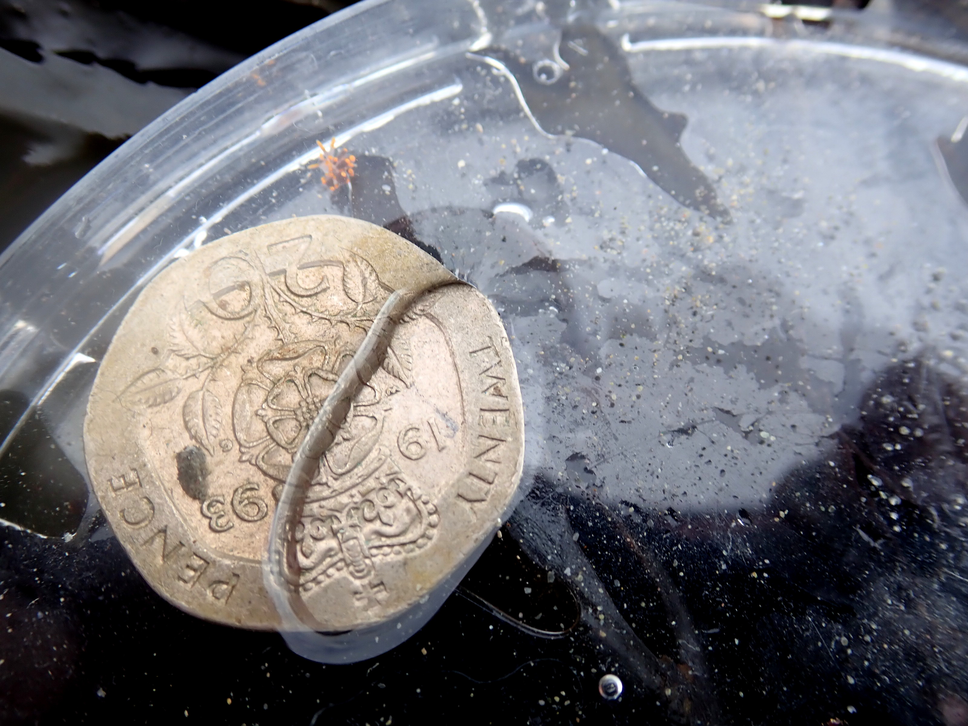 My blob - a Eubranchus farrani sea slug with 20p for scale
