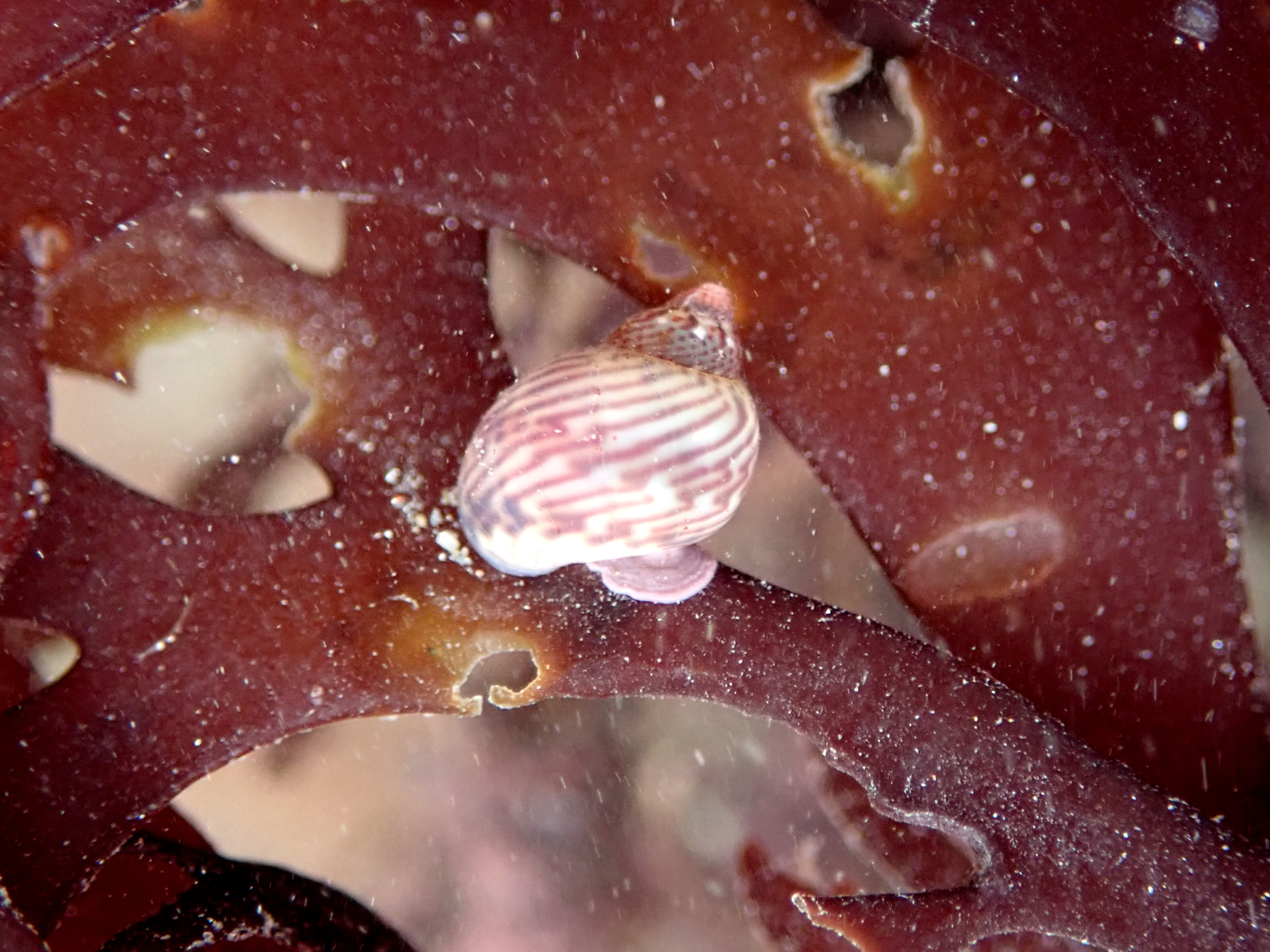 Pheasant shell at Millendreath