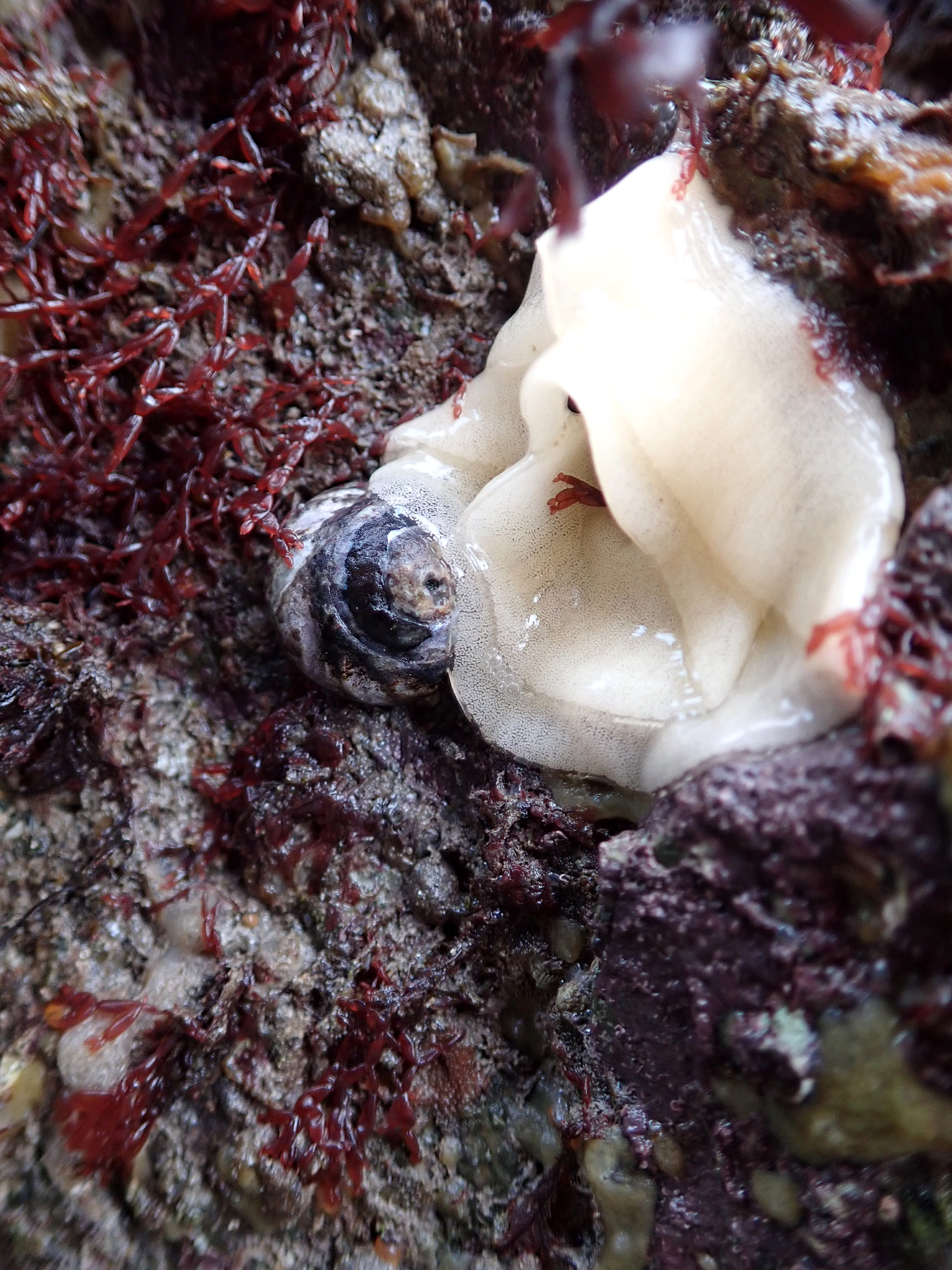 A spiral of sea lemon spawn at Millendreath