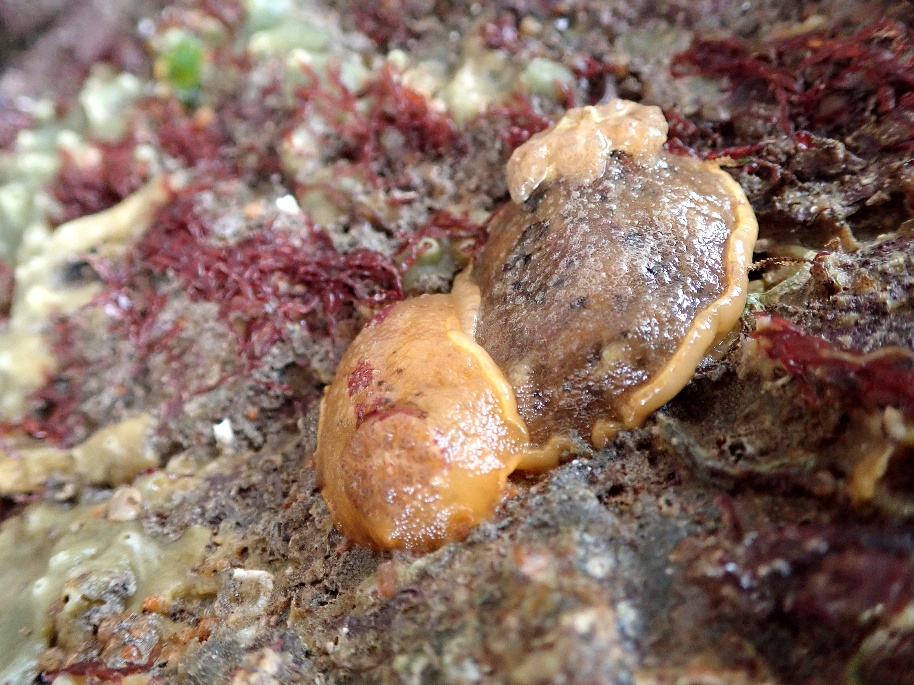 Sea lemons - a type of sea slug - enjoying each other's company.