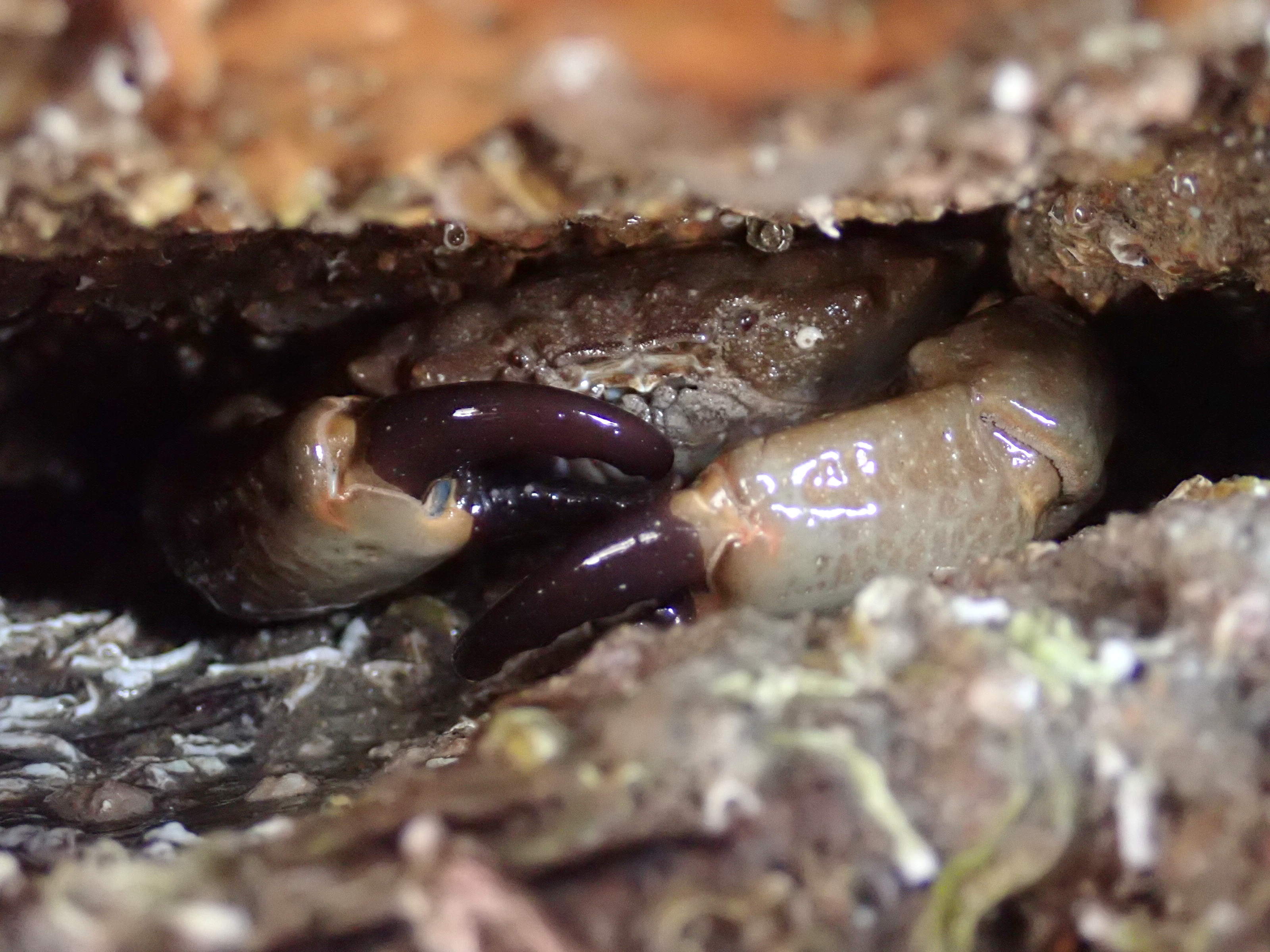 Xantho hydrophilus crab